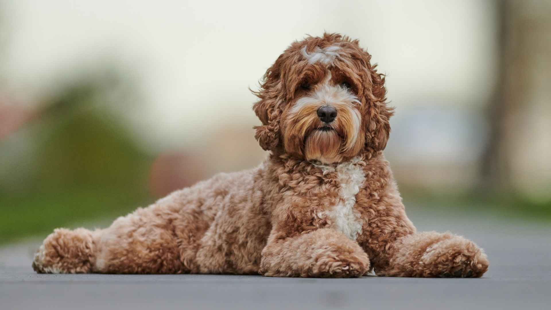 7 Designer Large Dog Breeds that will Steal your Heart