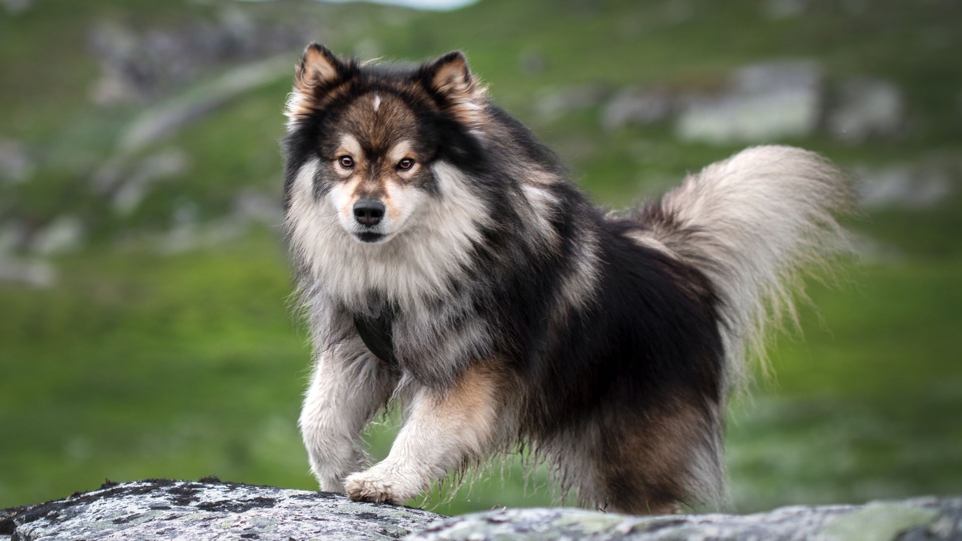 7 Dog Breeds Common In Nordic Countries for Every Lifestyle
