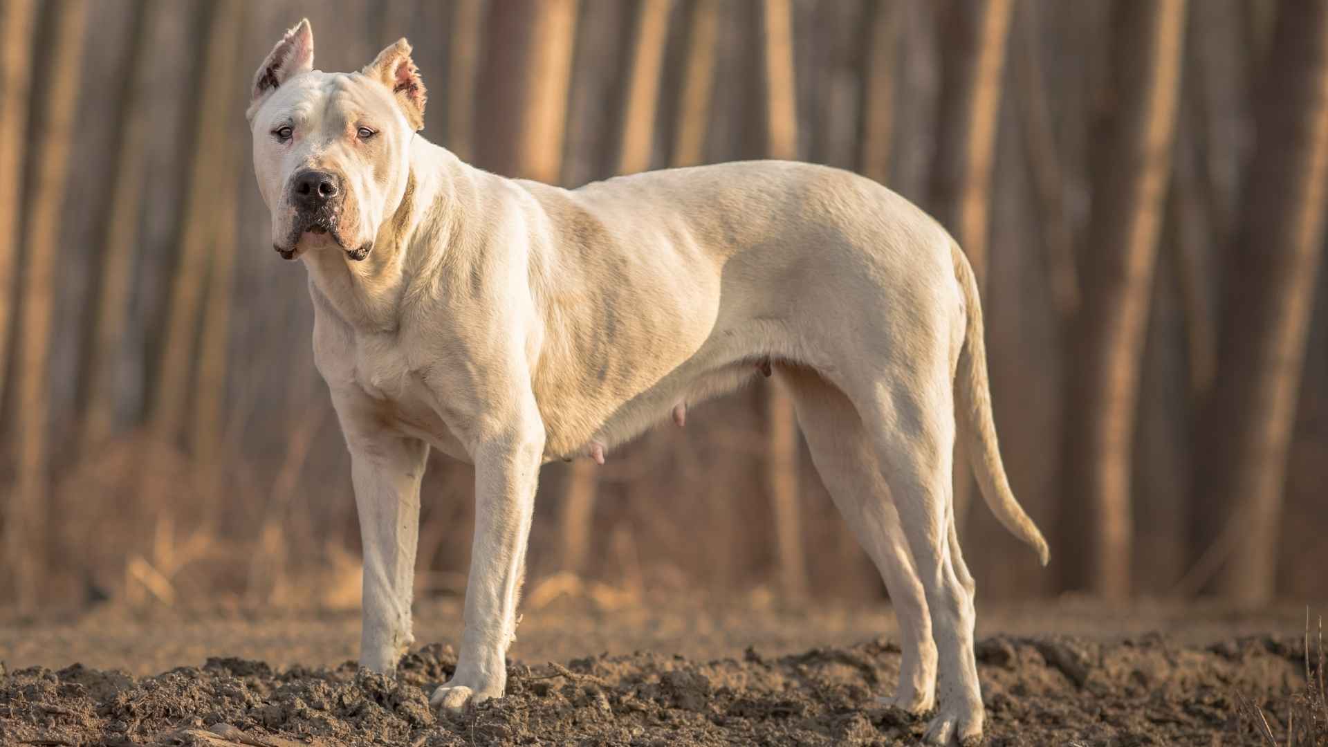 7 Dog Breeds Commonly Mistaken for Pitbull