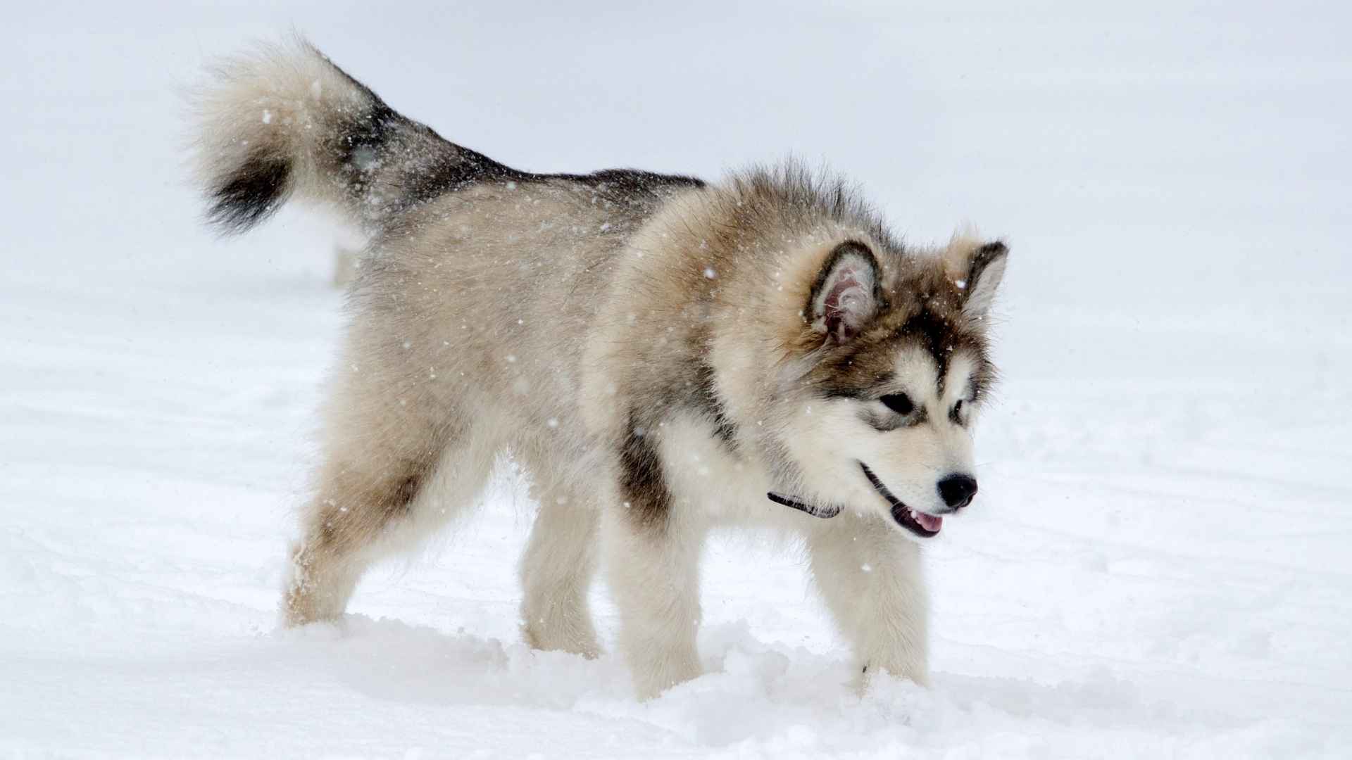 7 Dog Breeds For Extreme Climates That Handle Extreme Weather