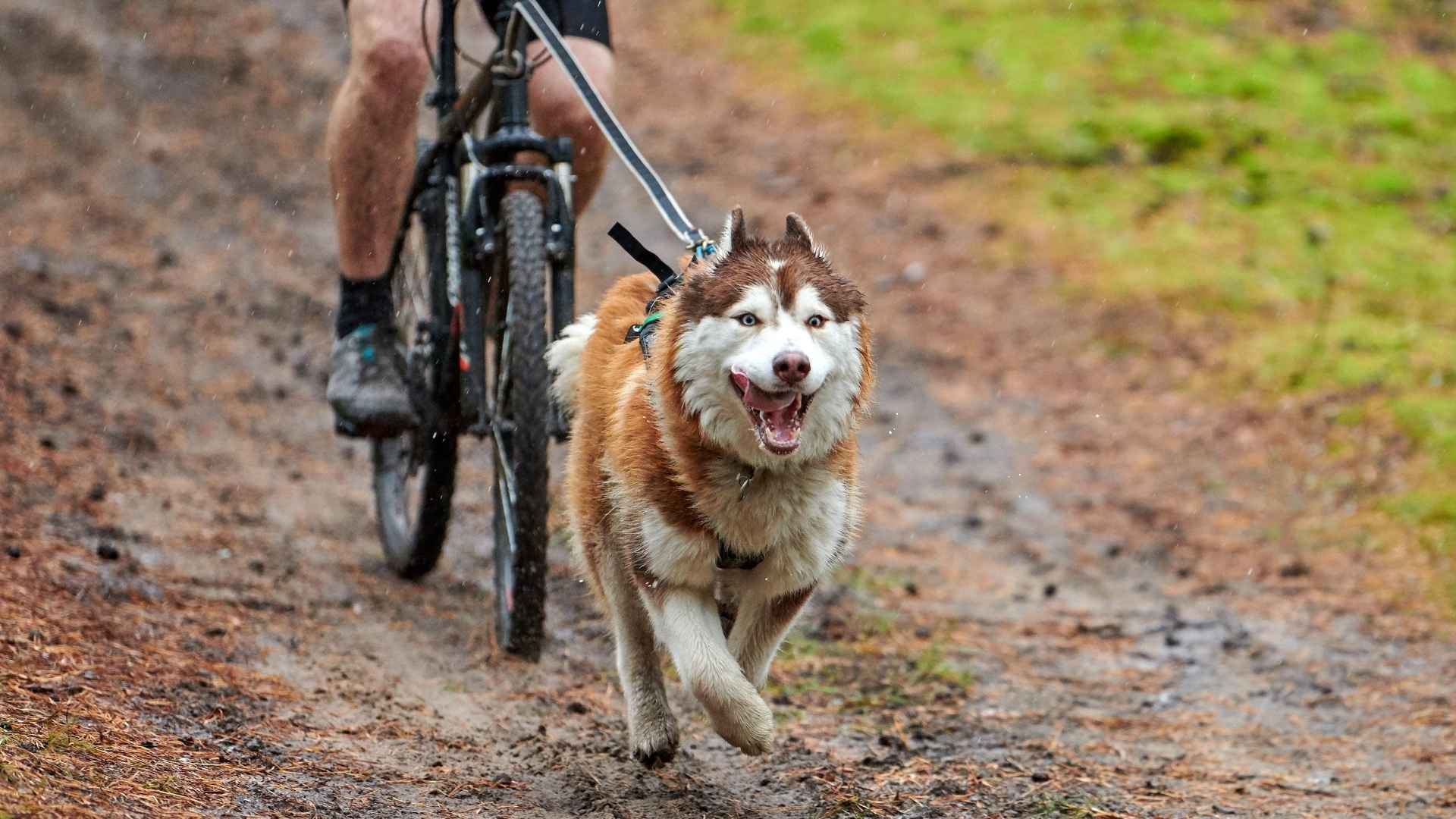 7 Dog Breeds For Long-Distance Cyclists That Can Ride (or Run) for Miles
