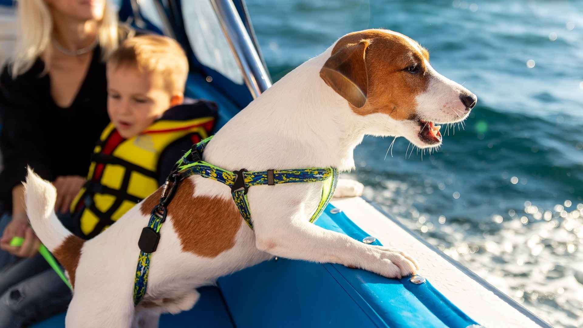 7 Dog Breeds For Pest Control On Boats to Keep Your Vessel Vermin-Free