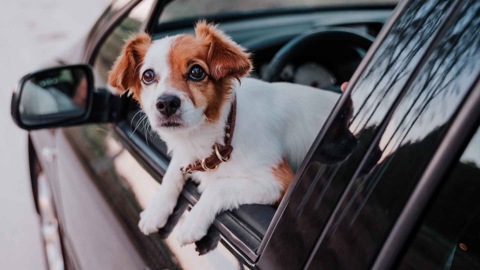 Dog Breeds For Road Trippers
