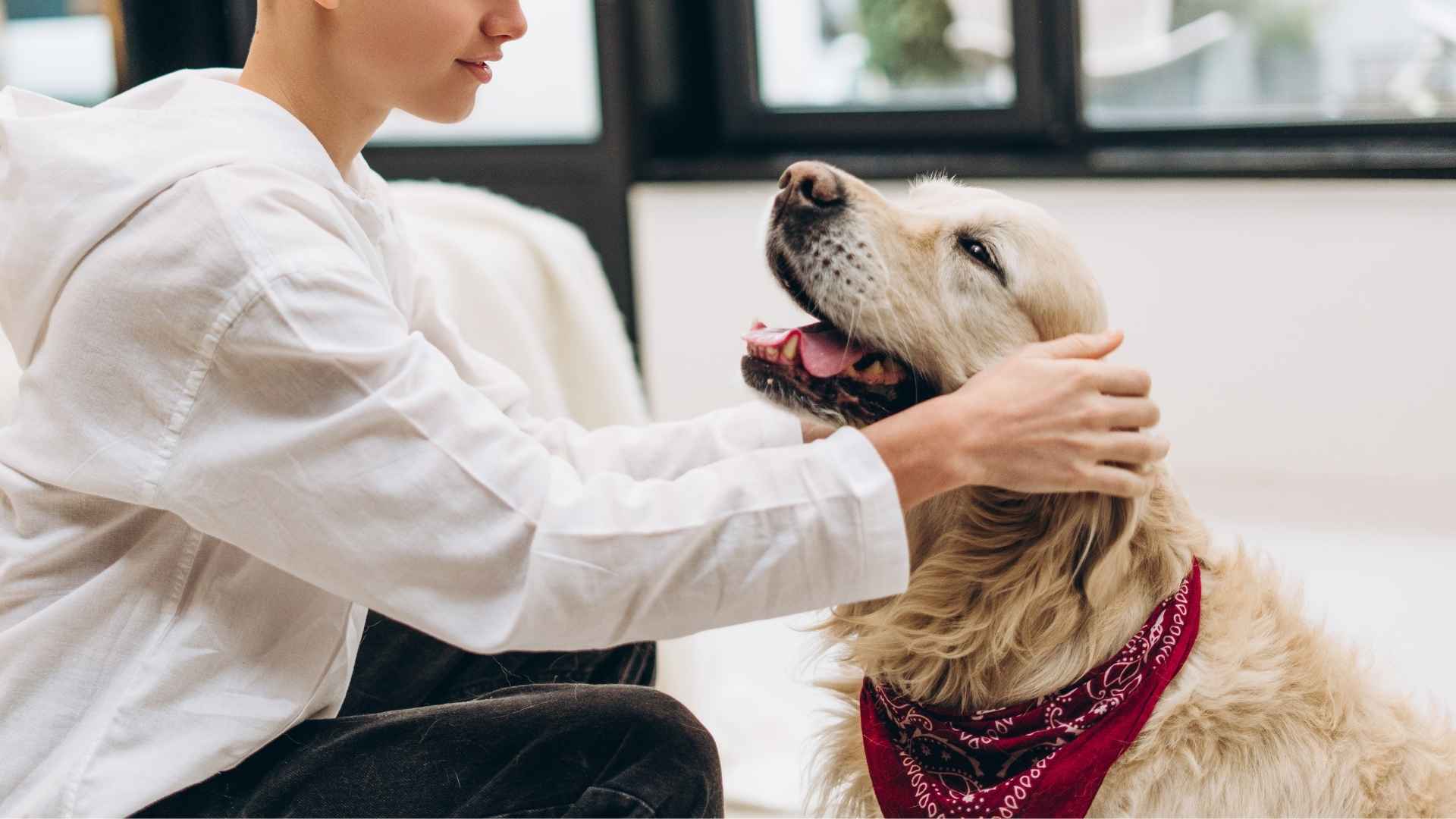 7 Dog Breeds For Therapy Work That Bring Comfort, Joy, and Healing