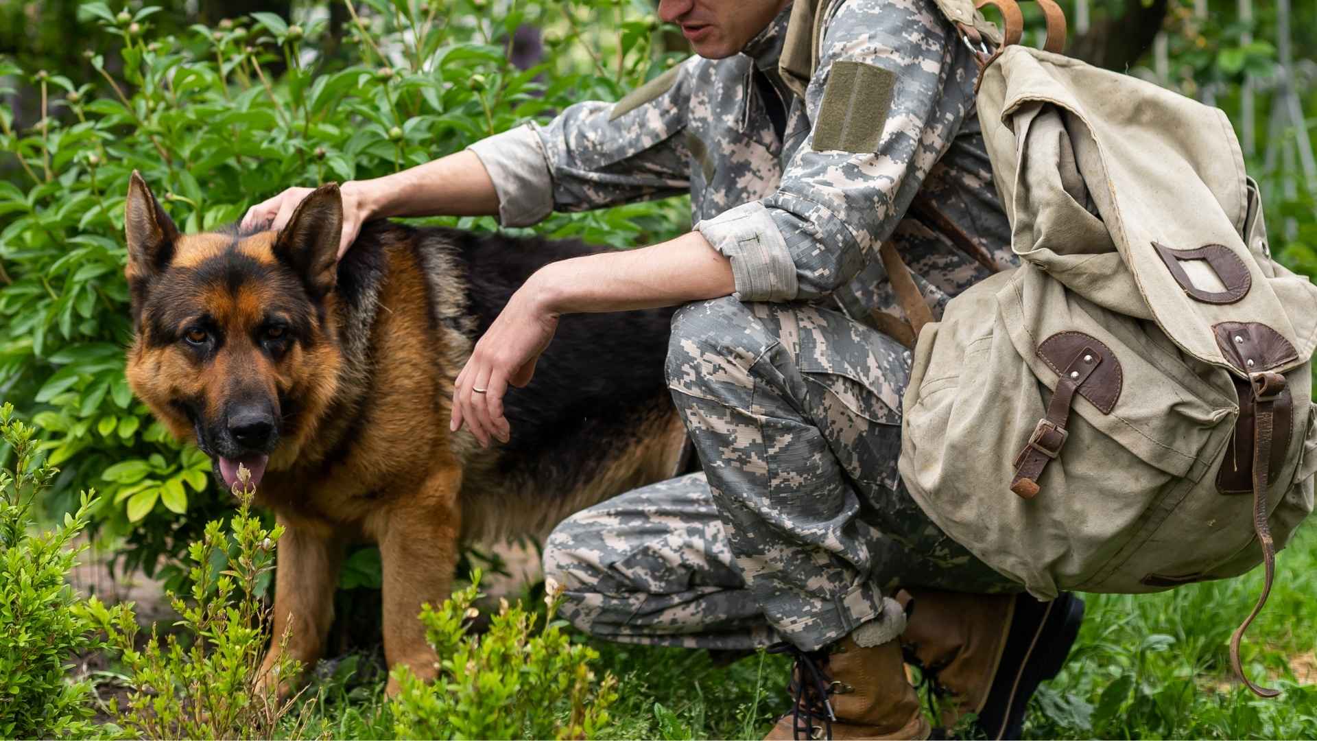 7 Dog Breeds For Veterans With PTSD That Help Heal Invisible Wounds