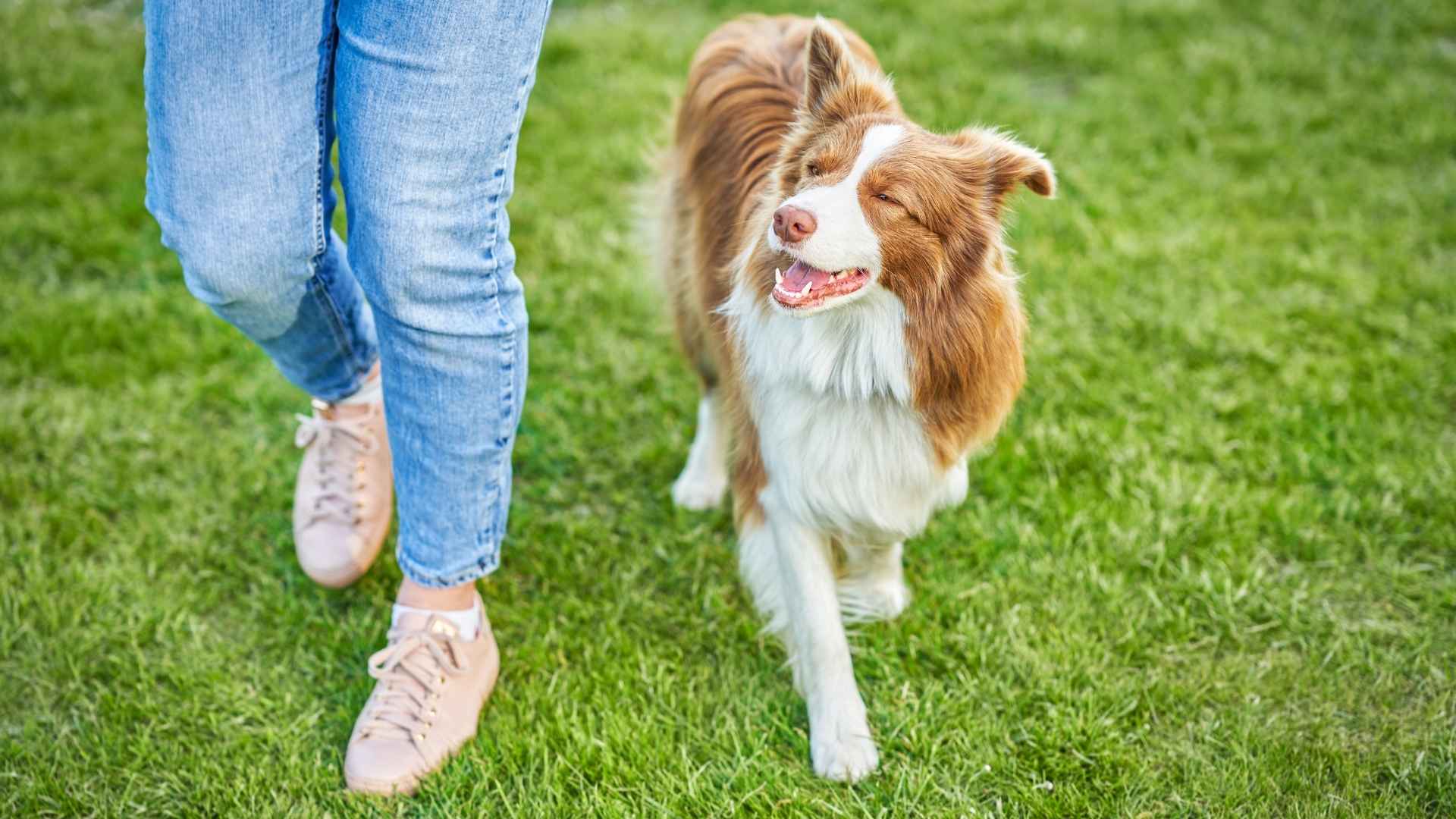 7 Dog Breeds For Walking That Will Keep Up With You