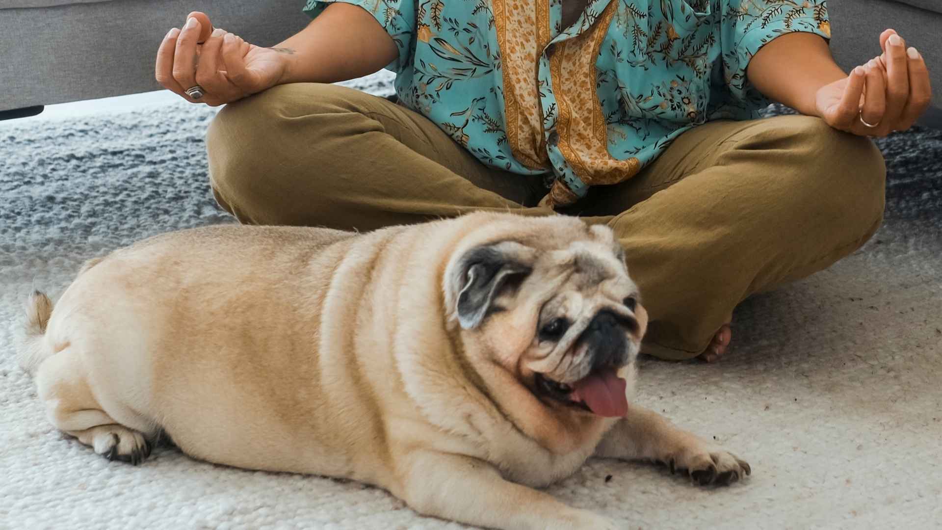 7 Dog Breeds For Yoga Enthusiasts and Mindful Living