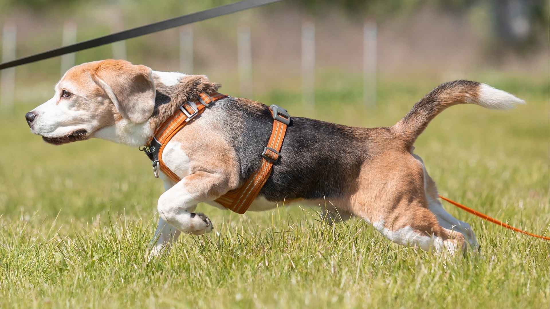 7 Dog Breeds Good At Detecting Trails for Hunting and Adventure