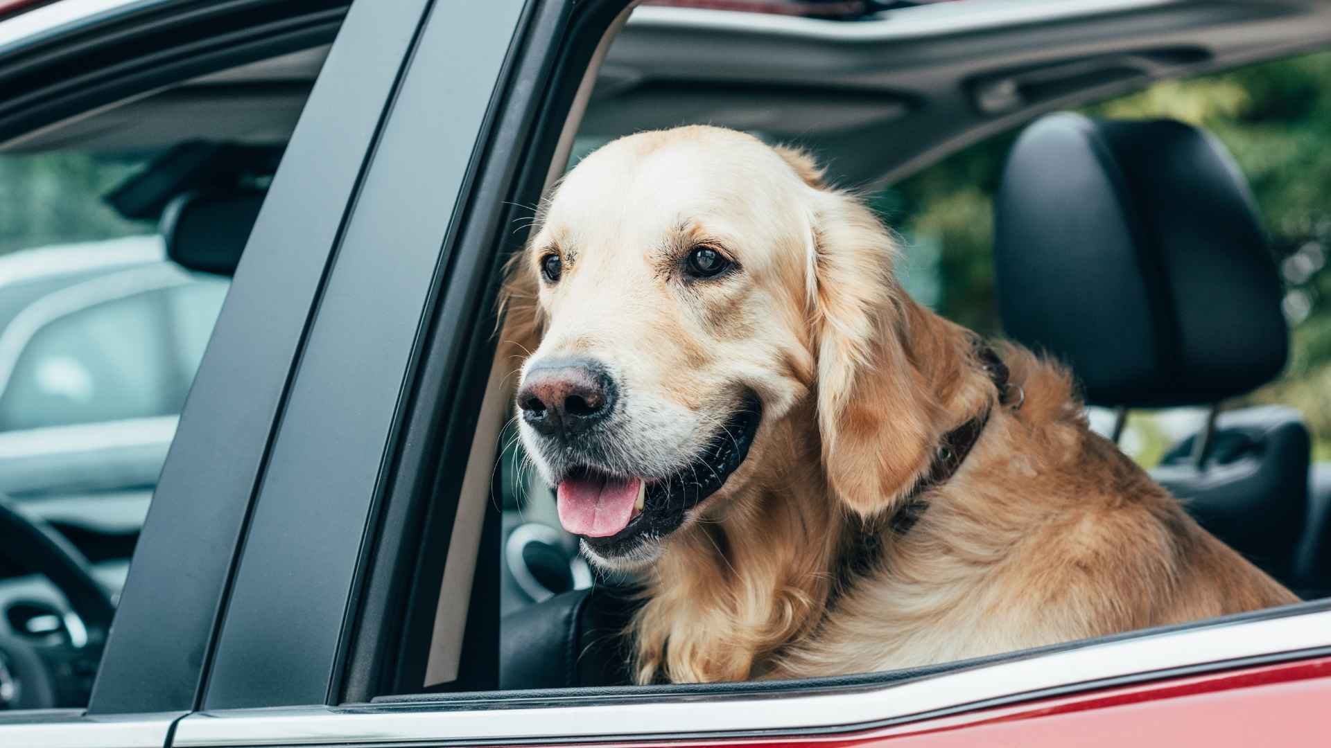 7 Dog Breeds Good For Rideshare Travel That Are Chill in the Backseat