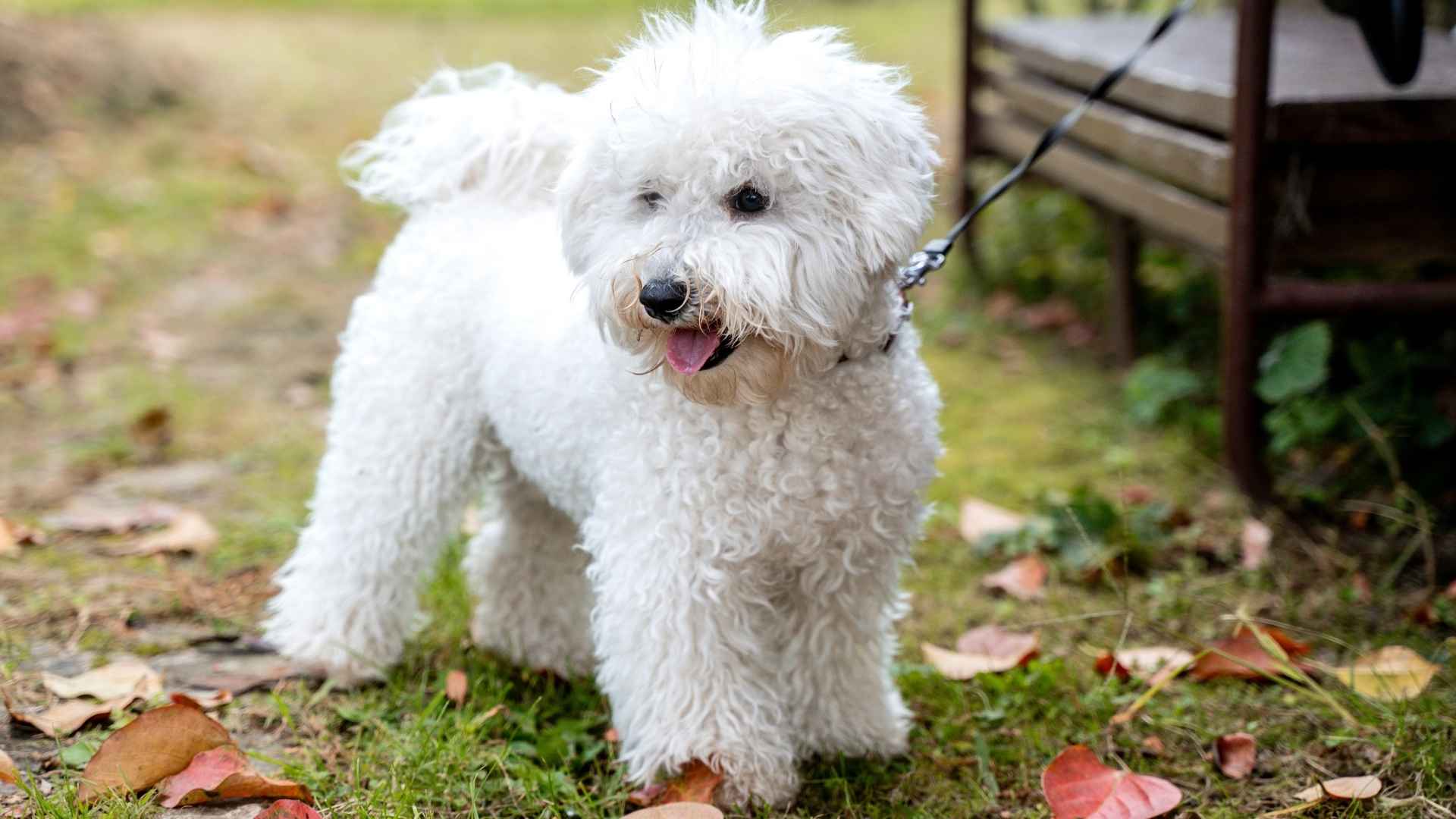 7 Dog Breeds Good For Tiny Patios and Limited Outdoor Space