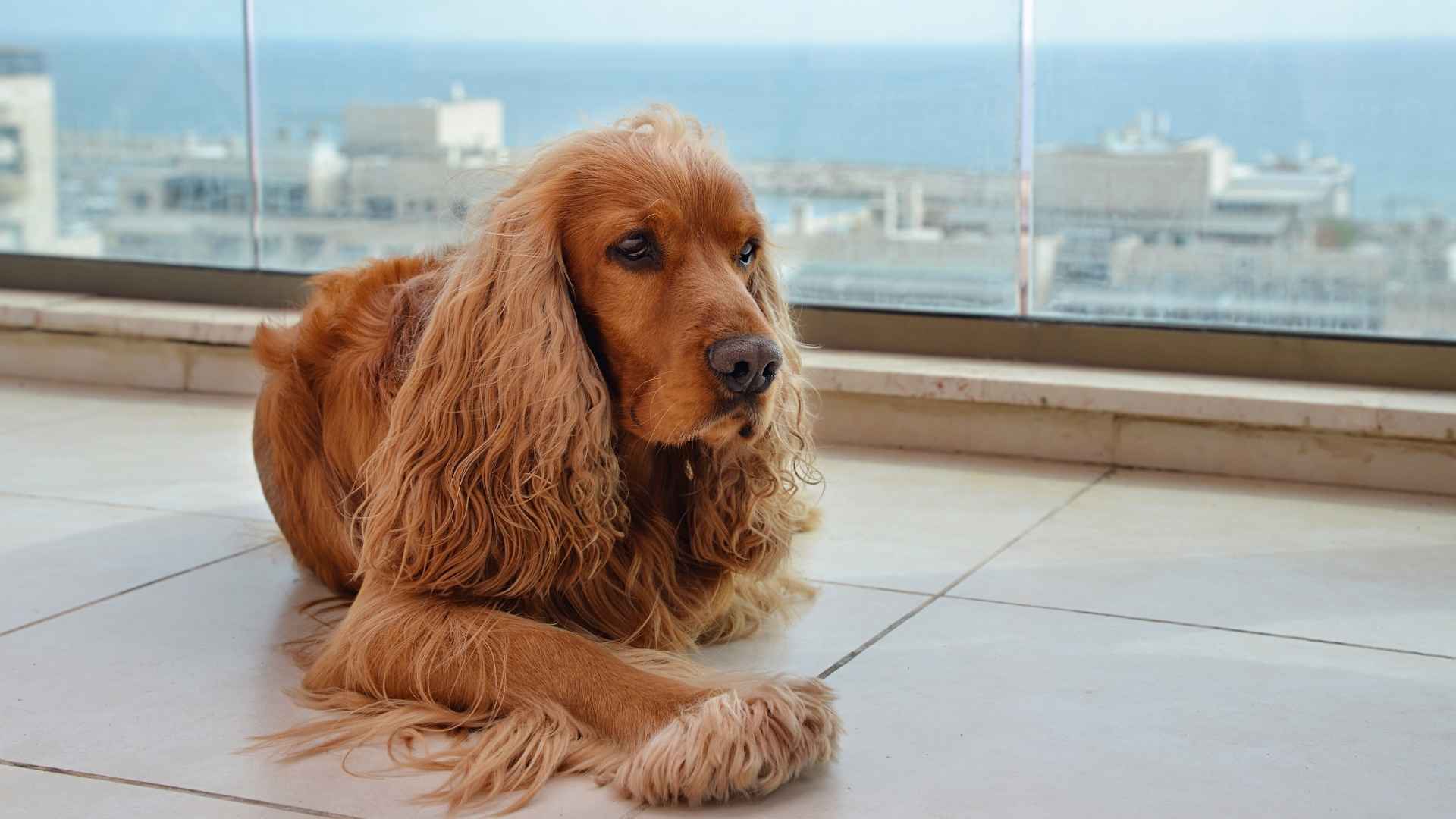 7 Dog Breeds Ideal for High-Rise Apartments and Big City Life