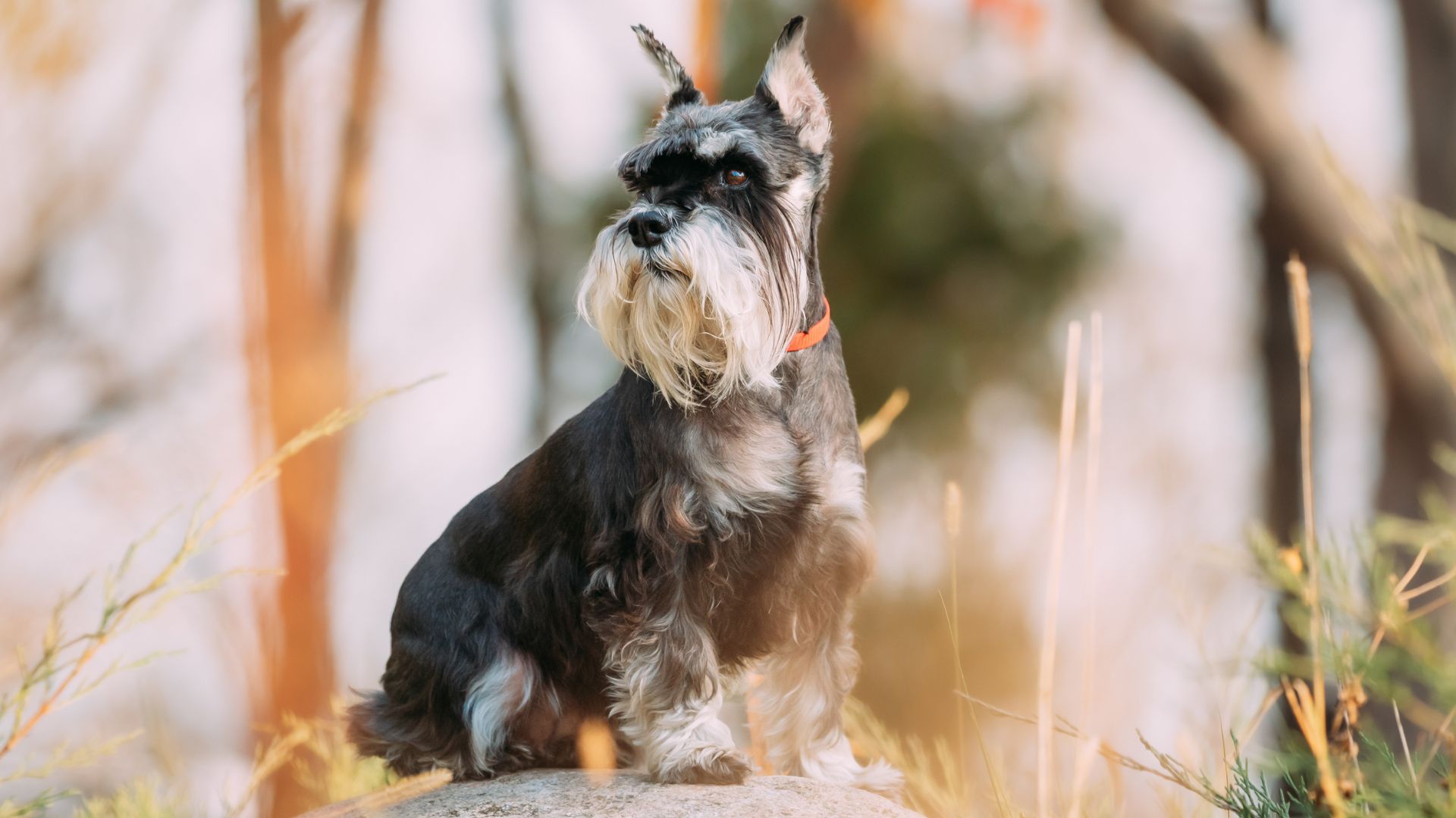 7 Dog Breeds Known For Being Bearded | Unique and Furry Faces