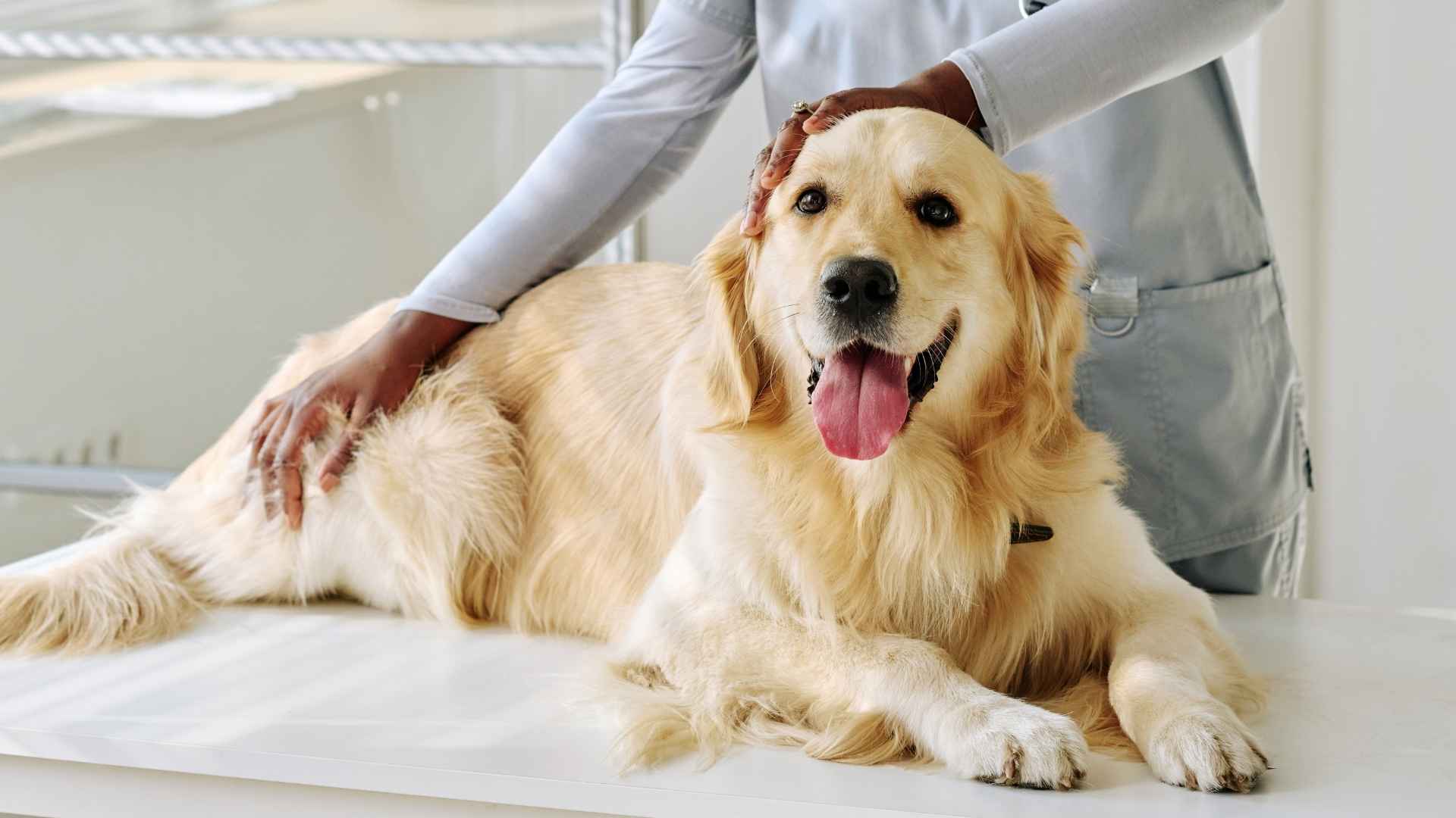 7 Dog Breeds Known For Hip Problems: Breeds Most at Risk