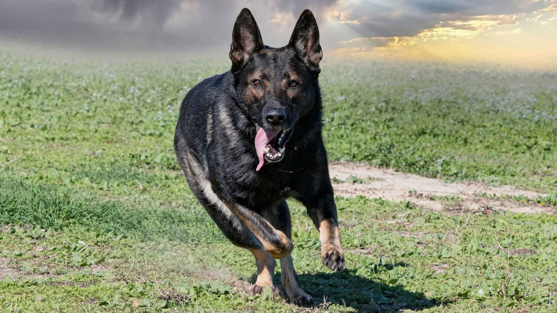 7 Dog Breeds Known for Bravery That Fear Nothing