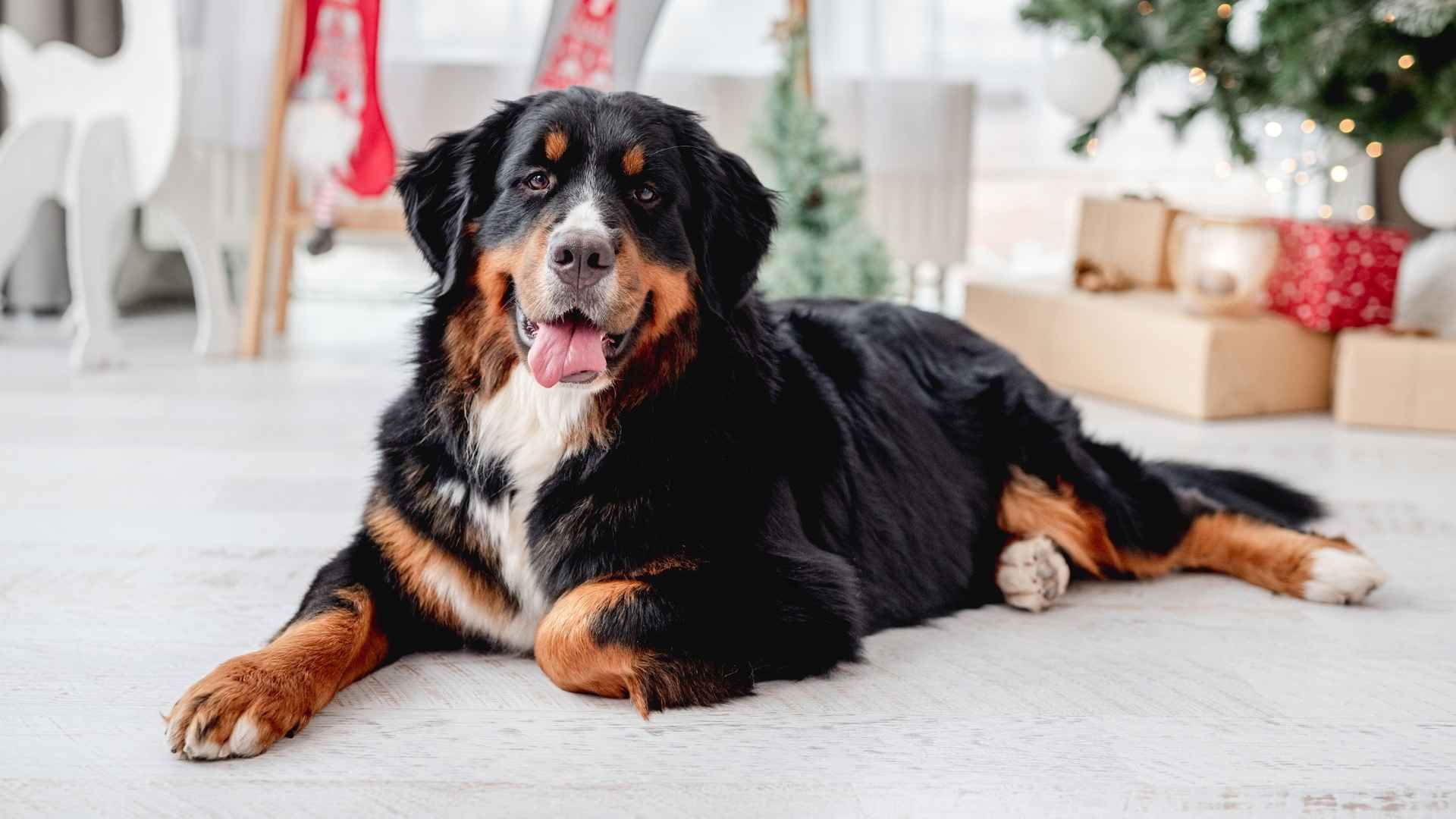 7 Dog Breeds Known for Their Patience: Best Easygoing Canines