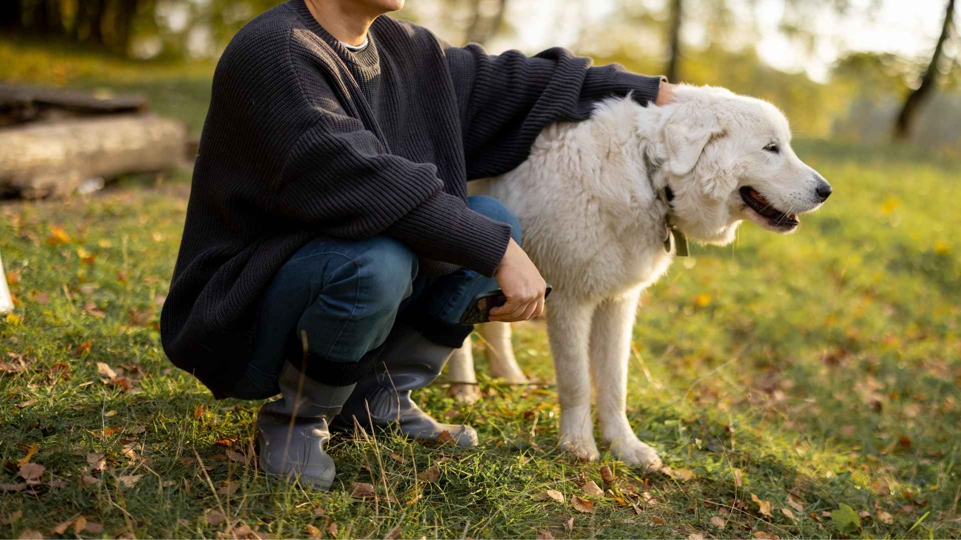 7 Dog Breeds Known for Their Strong Bonding with One Person