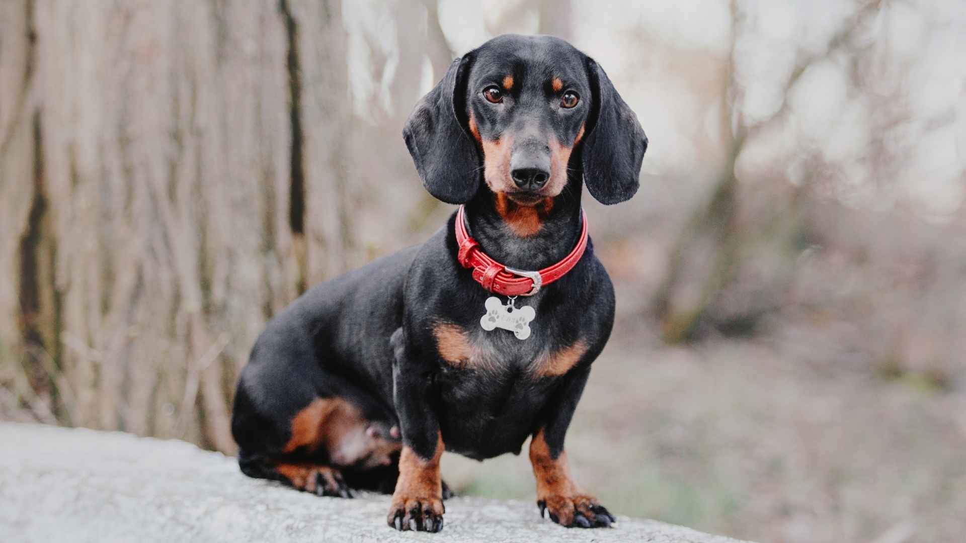 7 Dog Breeds Least Prone To Obesity That Keep the Pounds Off