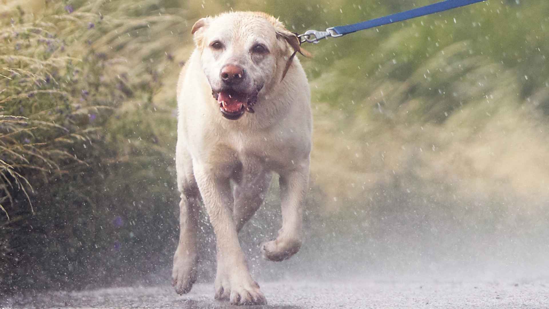 7 Dog Breeds Made For Rainy Climates: Perfect for Wet Weather