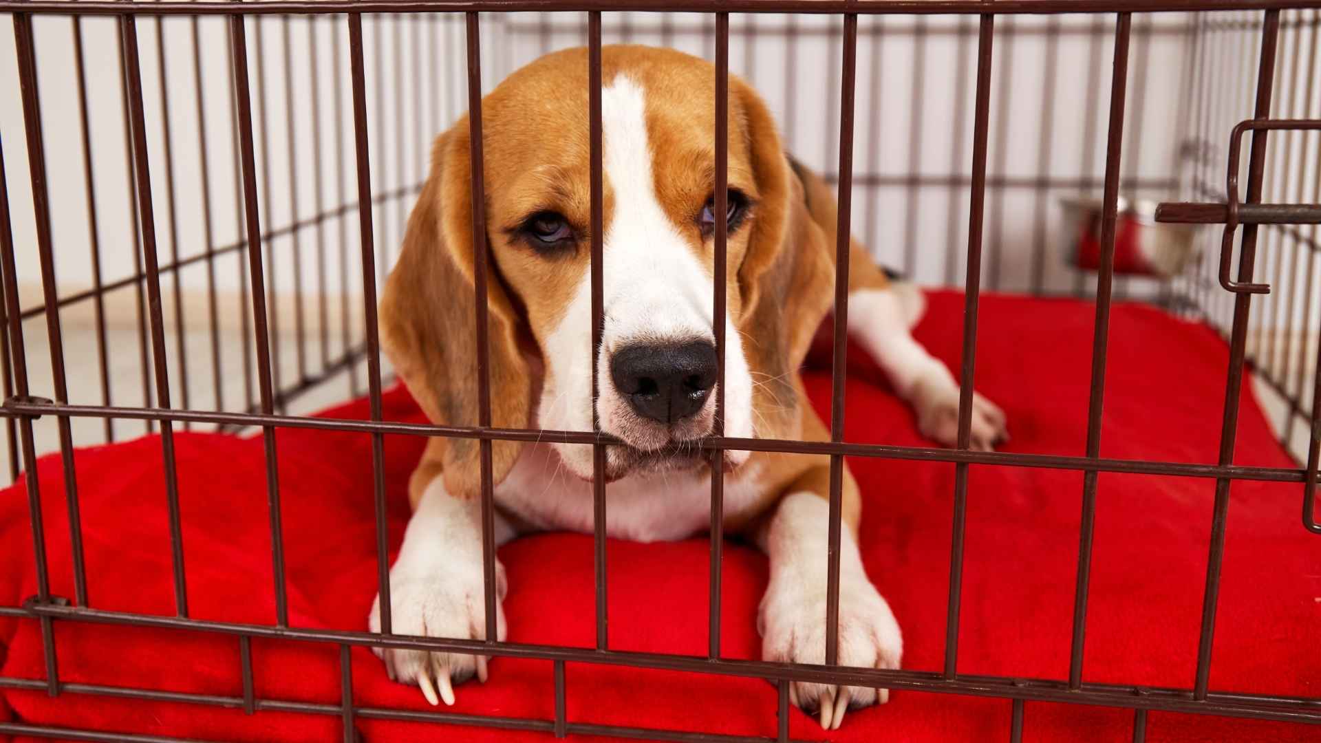 7 Dog Breeds Most Commonly Found in Shelters and the Reasons Behind It