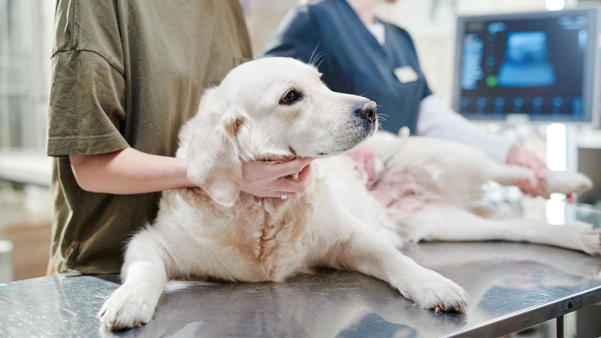 7 Dog Breeds Most Prone To Cancer: What You Need to Know