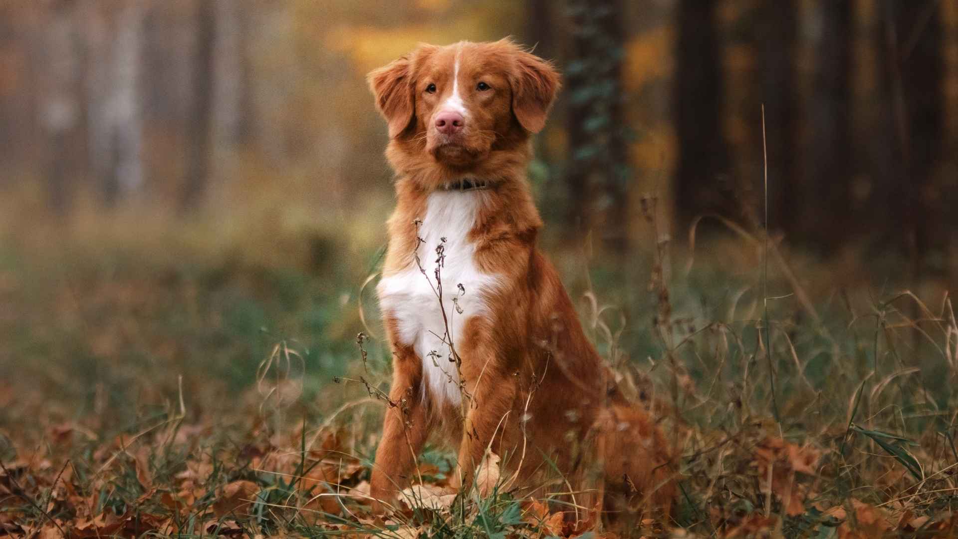 7 Dog Breeds Rising Fastest In Popularity in 2025
