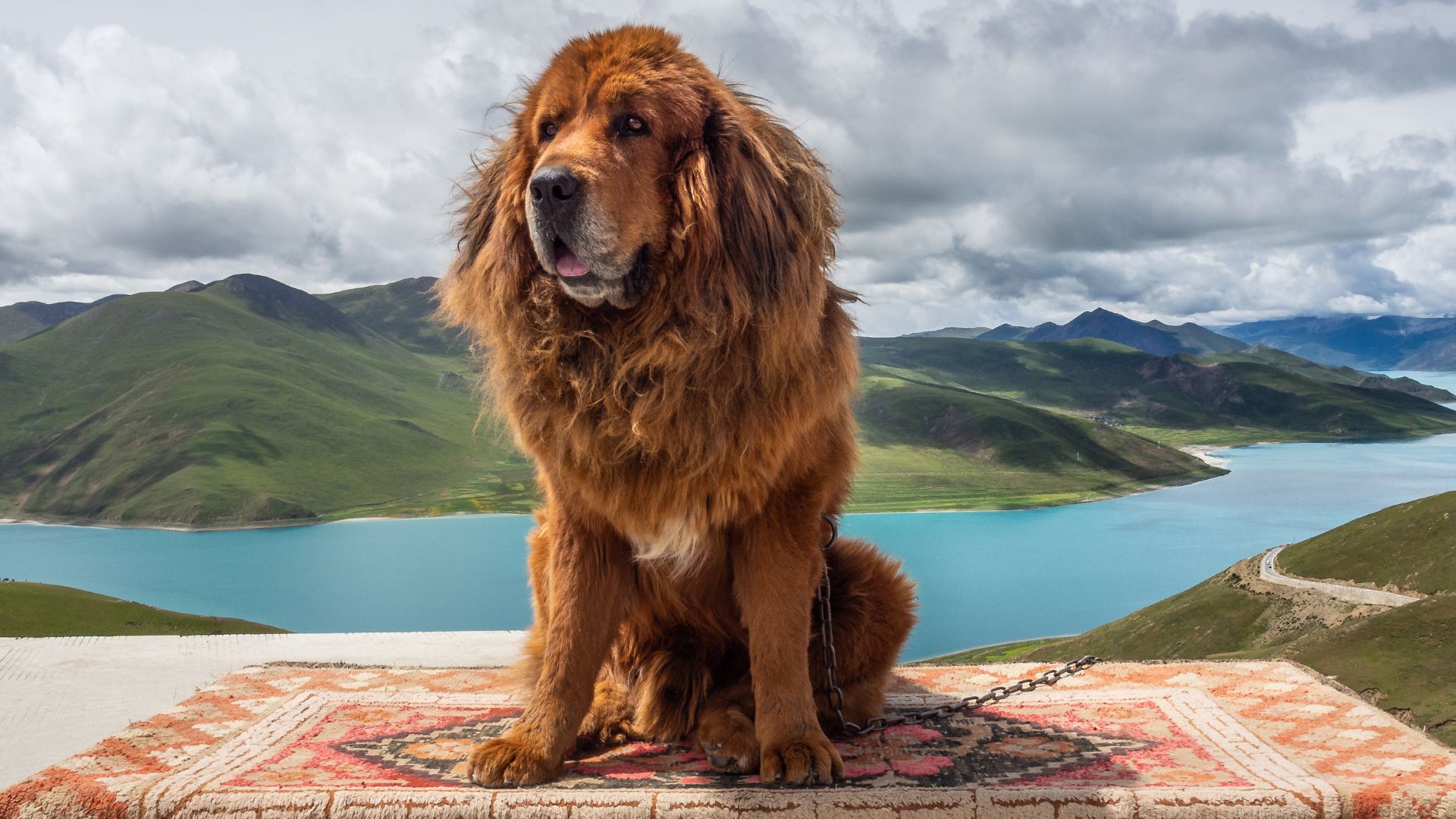 7 Dog Breeds Sacred To Cultures You Should Know About