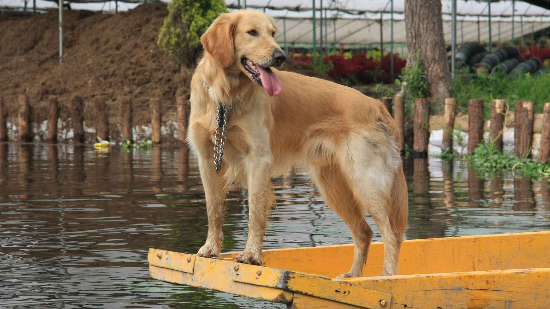 7 Dog Breeds Suited for Life on a Boat for Smooth Sailing