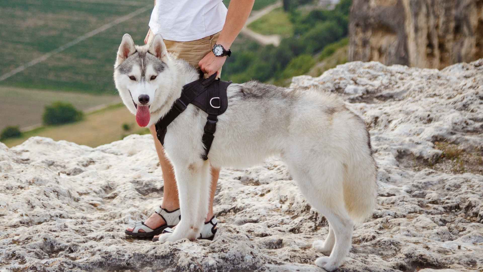 7 Dog Breeds That Adore Mountain Trails and Love the Great Outdoors