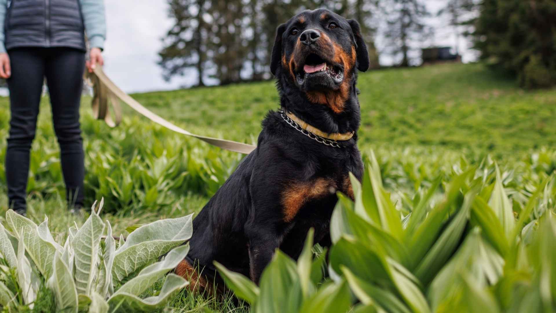 7 Dog Breeds That Are Good Protector & Look Cute Doing It!
