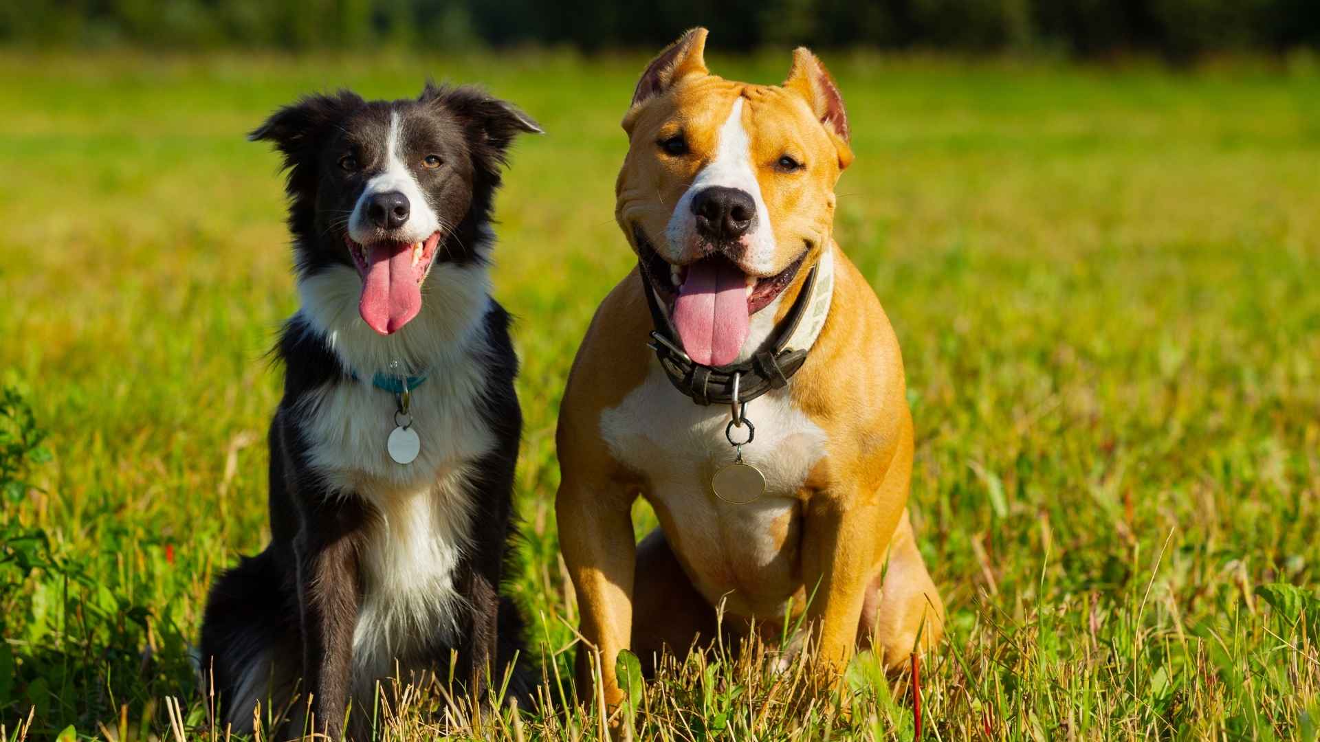 7 Dog Breeds That Are Happiest In Packs: Pack Life, Best Life
