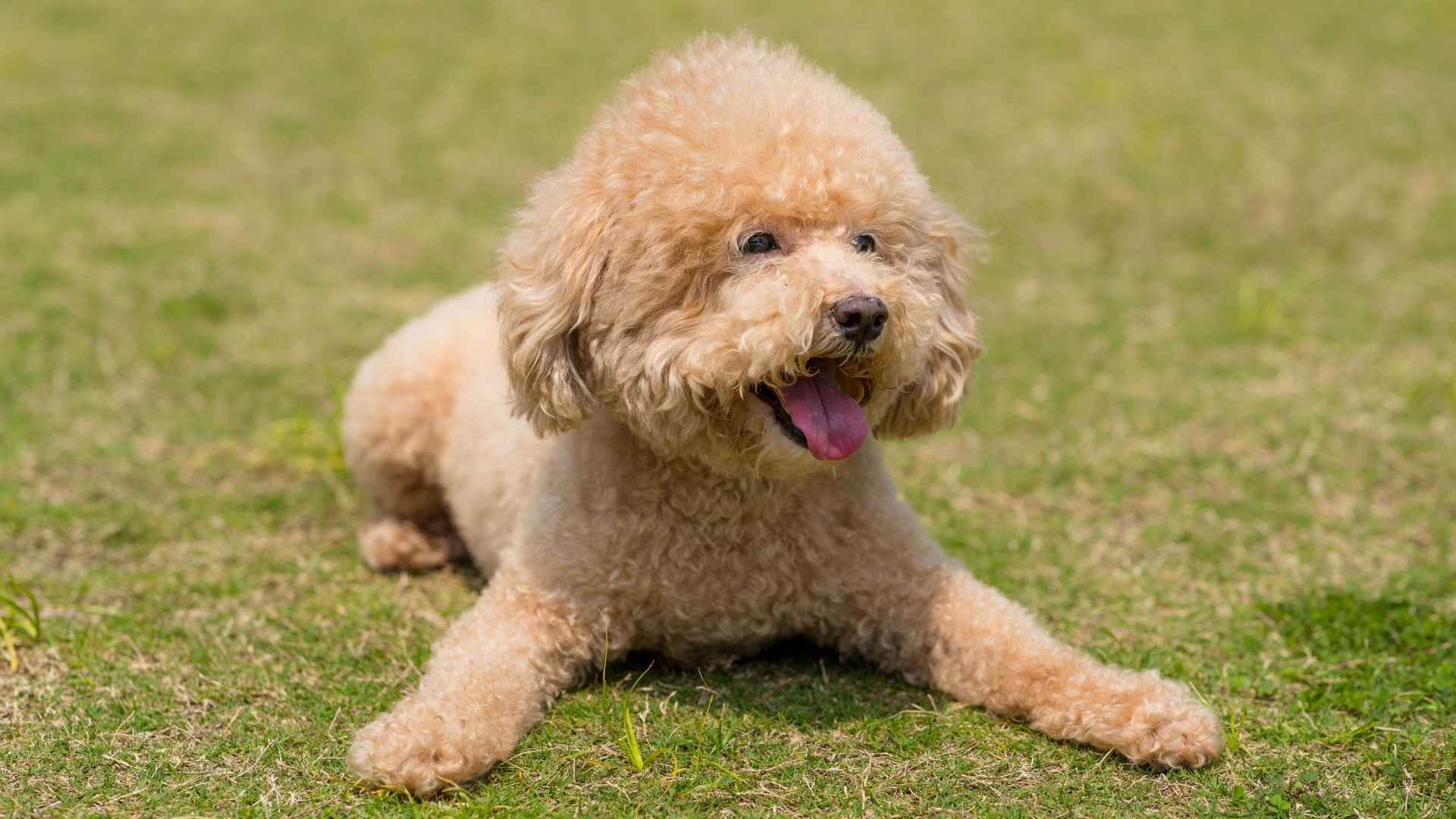 7 Dog Breeds That Are Natural Entertainers with Amazing Personalities