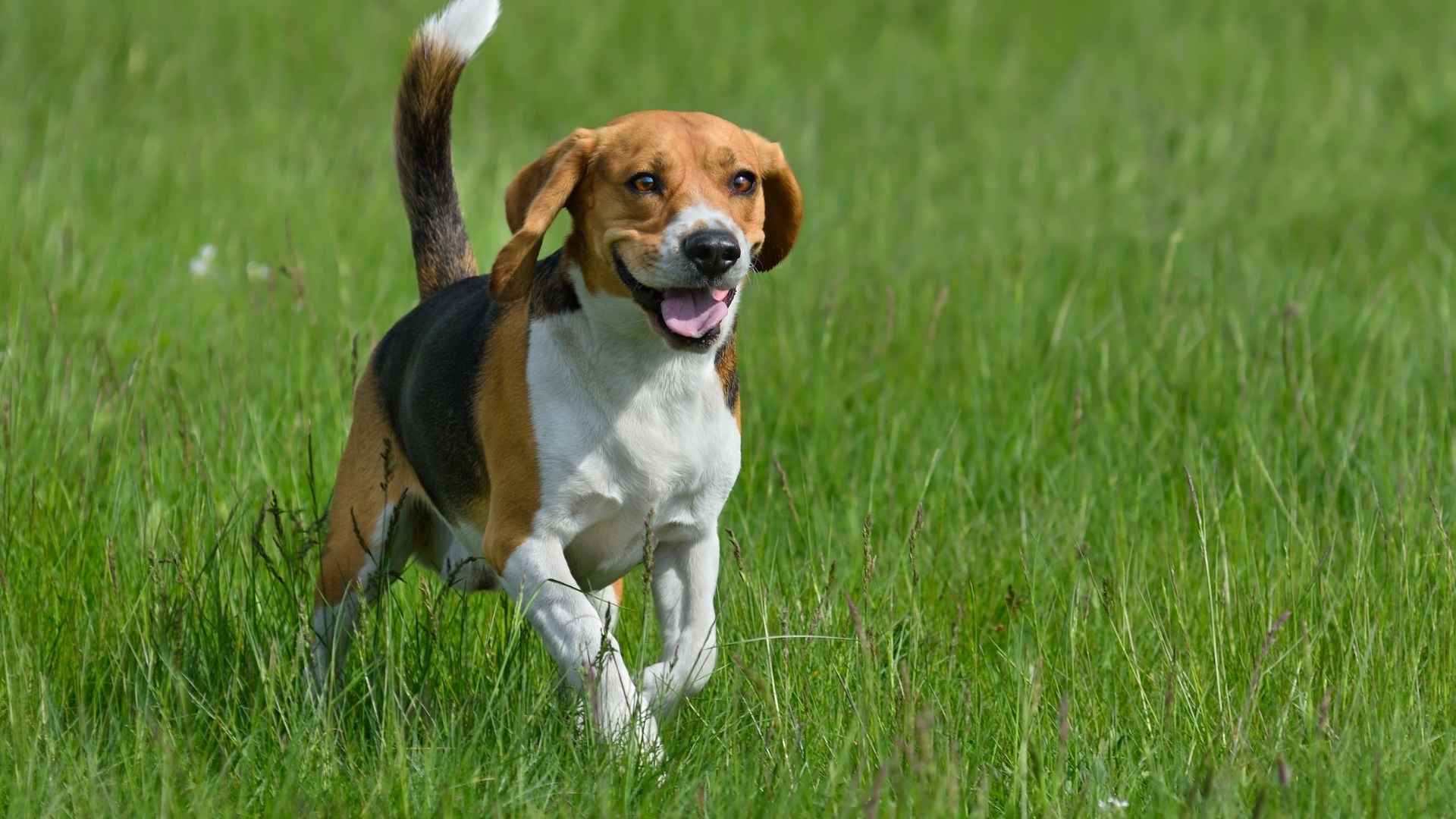 7 Dog Breeds That Are Never Shy and Embrace Every Situation