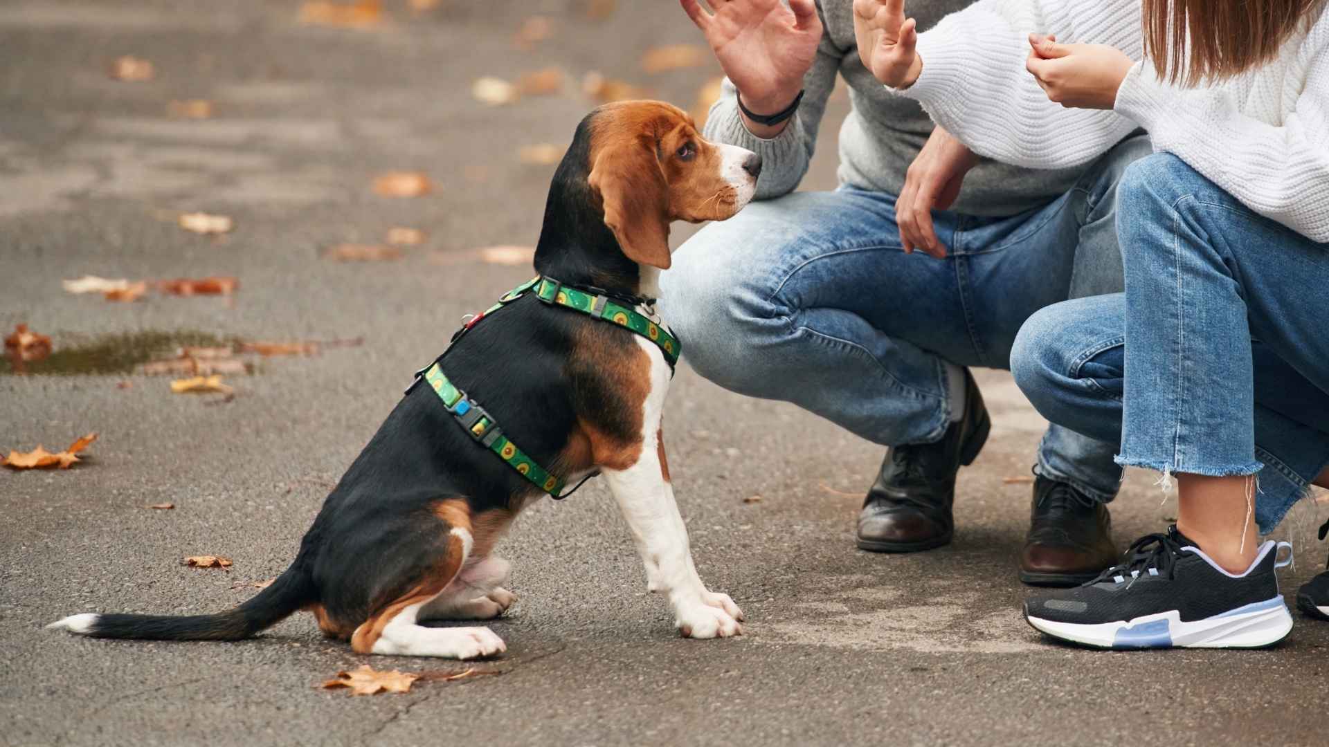 7 Dog Breeds That Are Social Butterflies and Shine in Social Settings