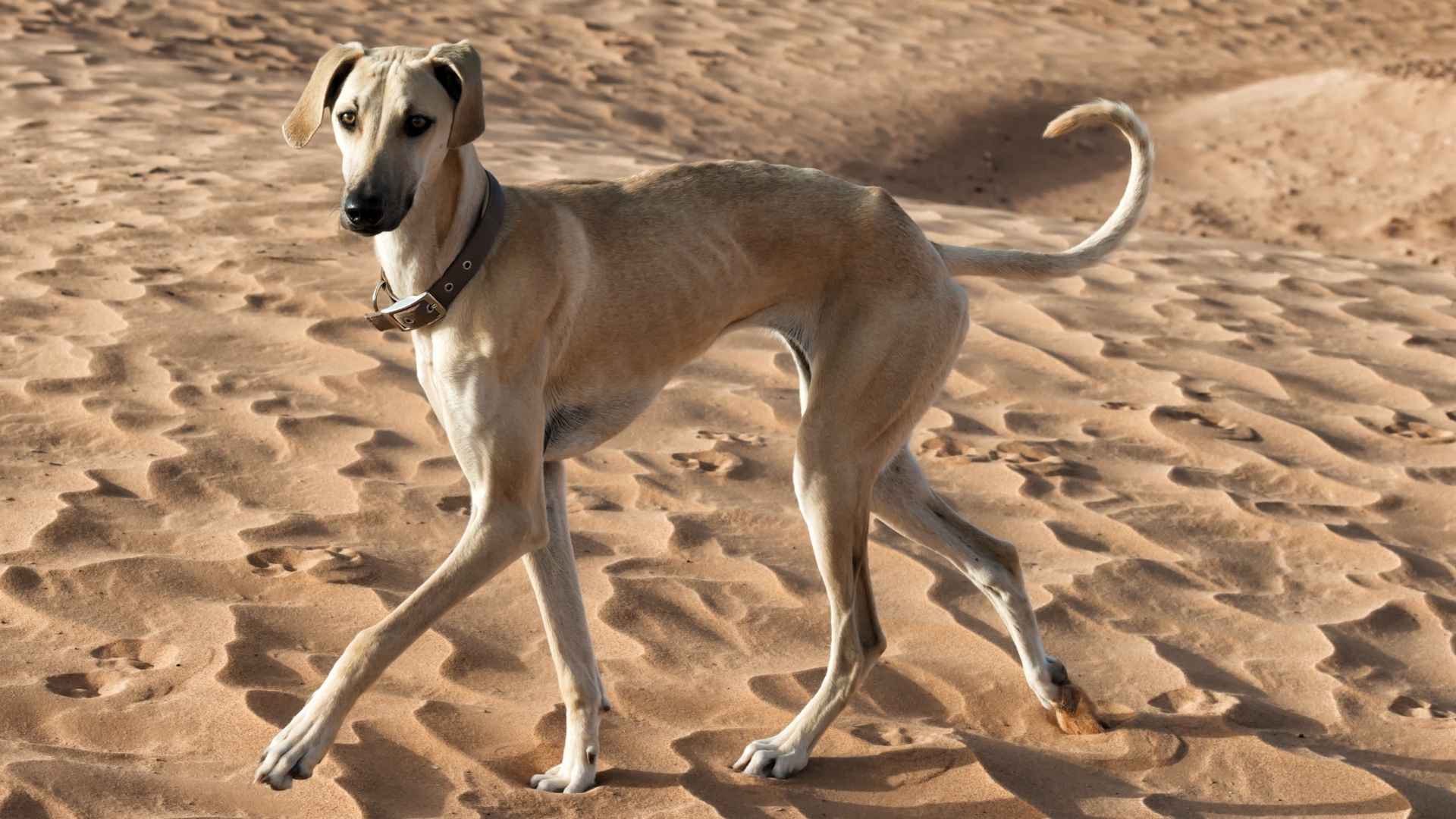 7 Dog Breeds That Are Surprisingly Rare In The United States