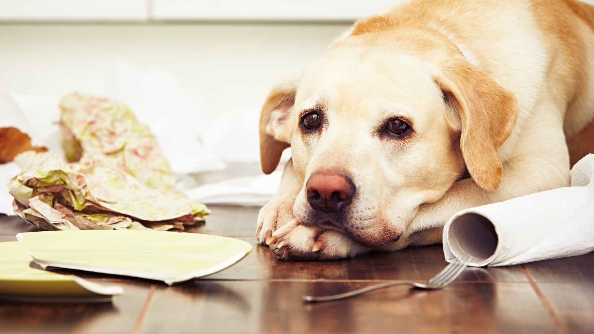 7 Dog Breeds That Are The Most Destructive When Bored at Home