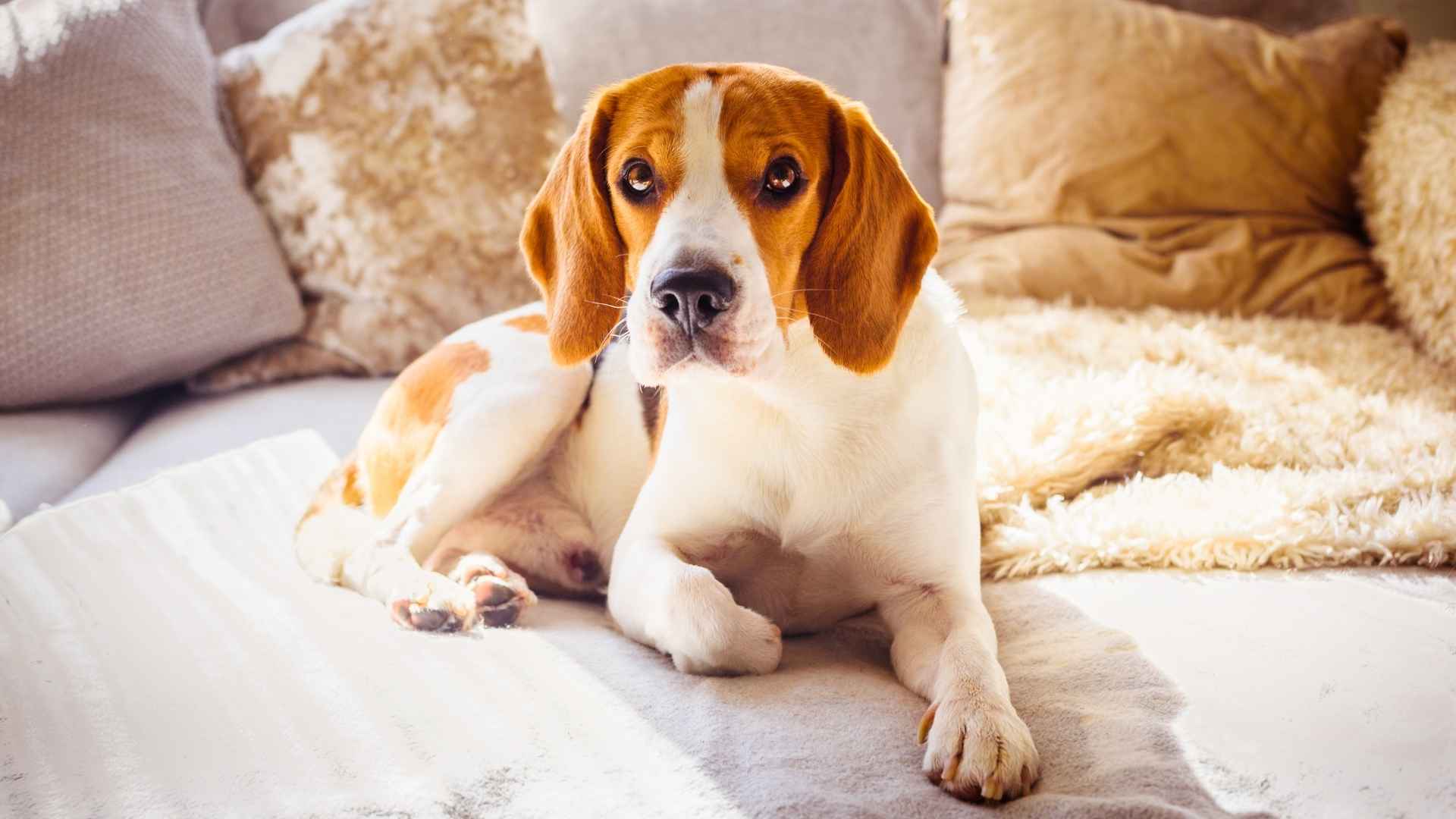 7 Dog Breeds That Aren’t Fans of Car Rides and Would Rather Stay Home