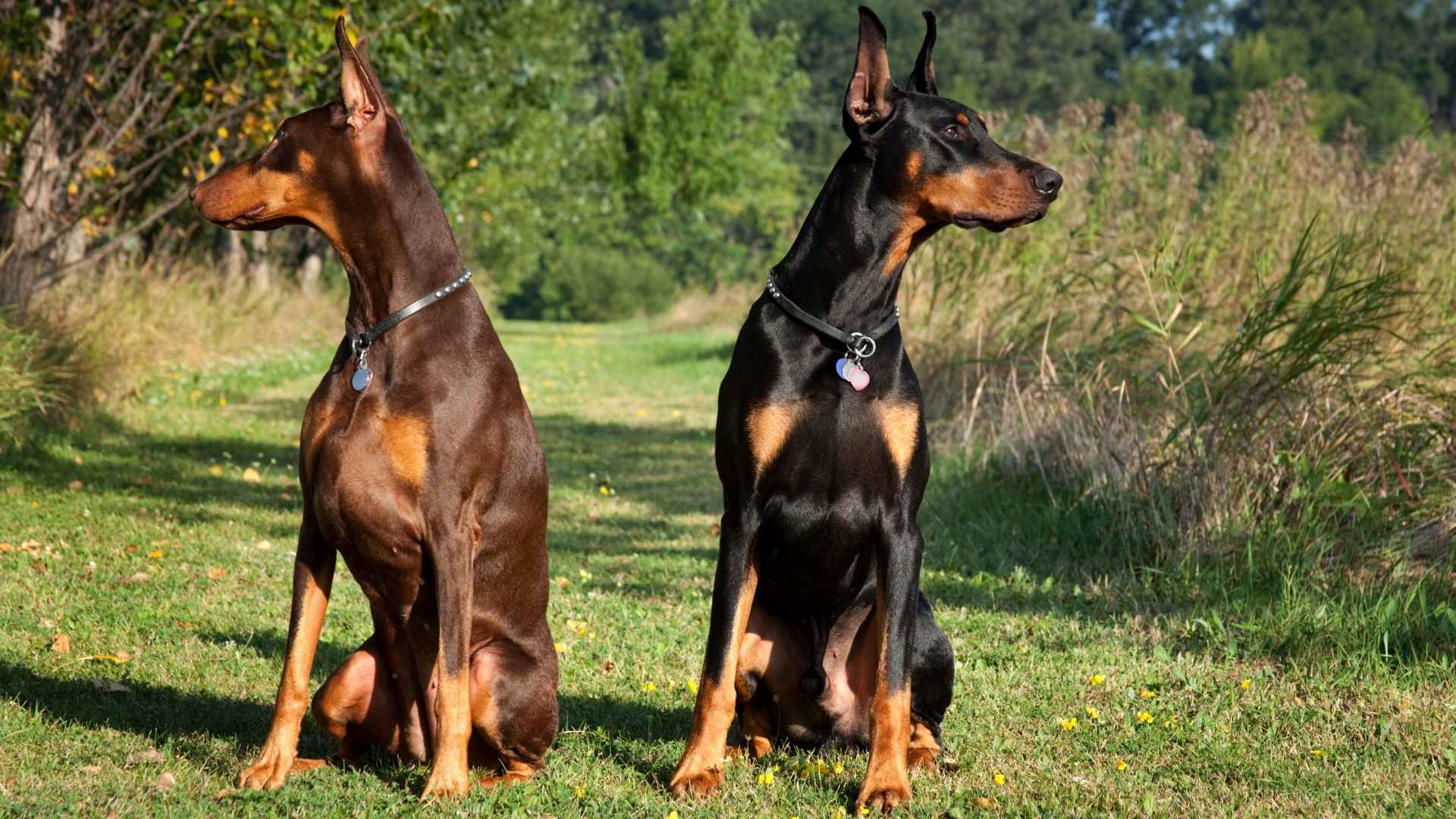 7 Dog Breeds That Could Have Been Secret Agents: The Agents Of James Bond