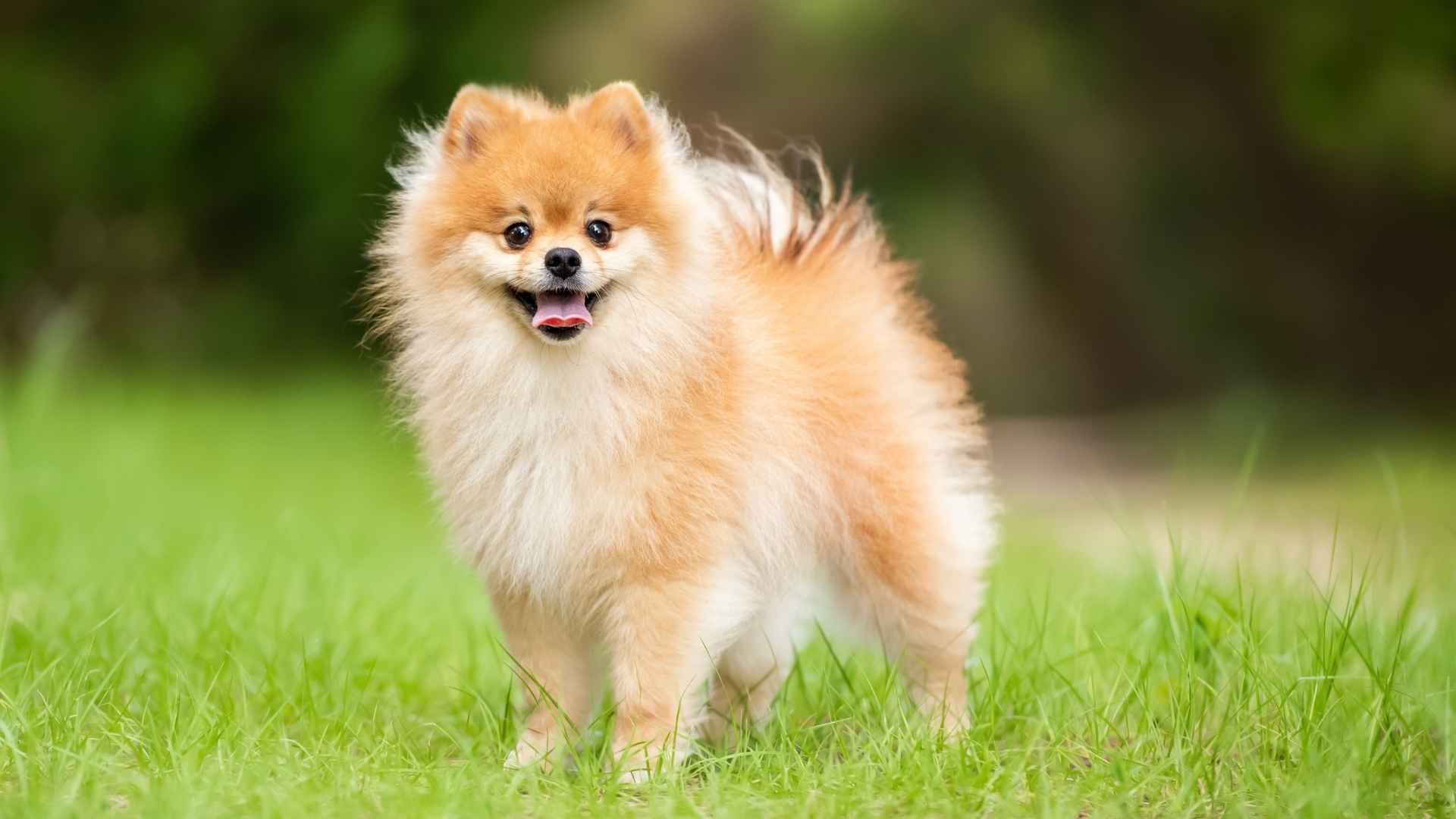 7 Dog Breeds That Don't Grow And Stay Small Forever