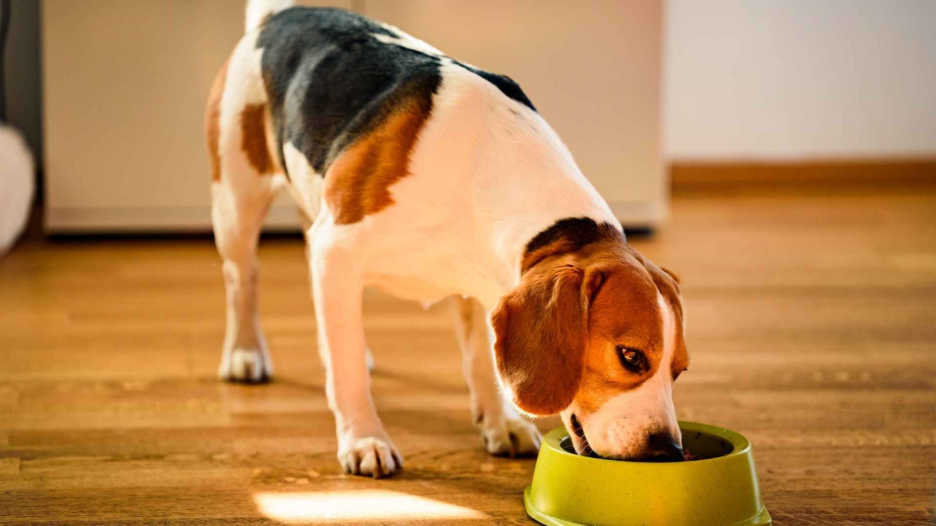 7 Dog Breeds That Don’t Need Expensive Food for Owners on a Budget