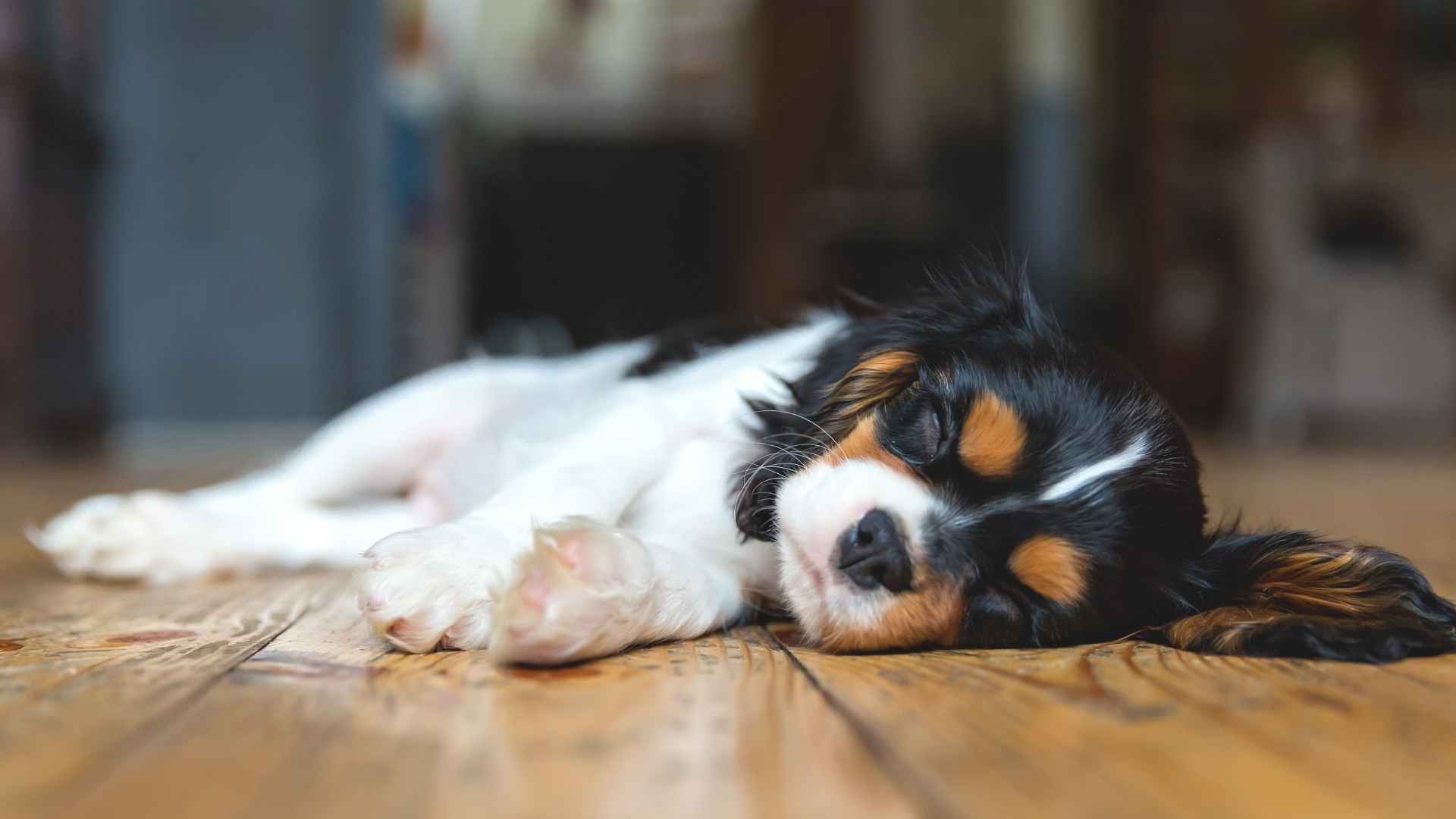 7 Dog Breeds That Don’t Snore at All for a Quiet Home and Restful Nights