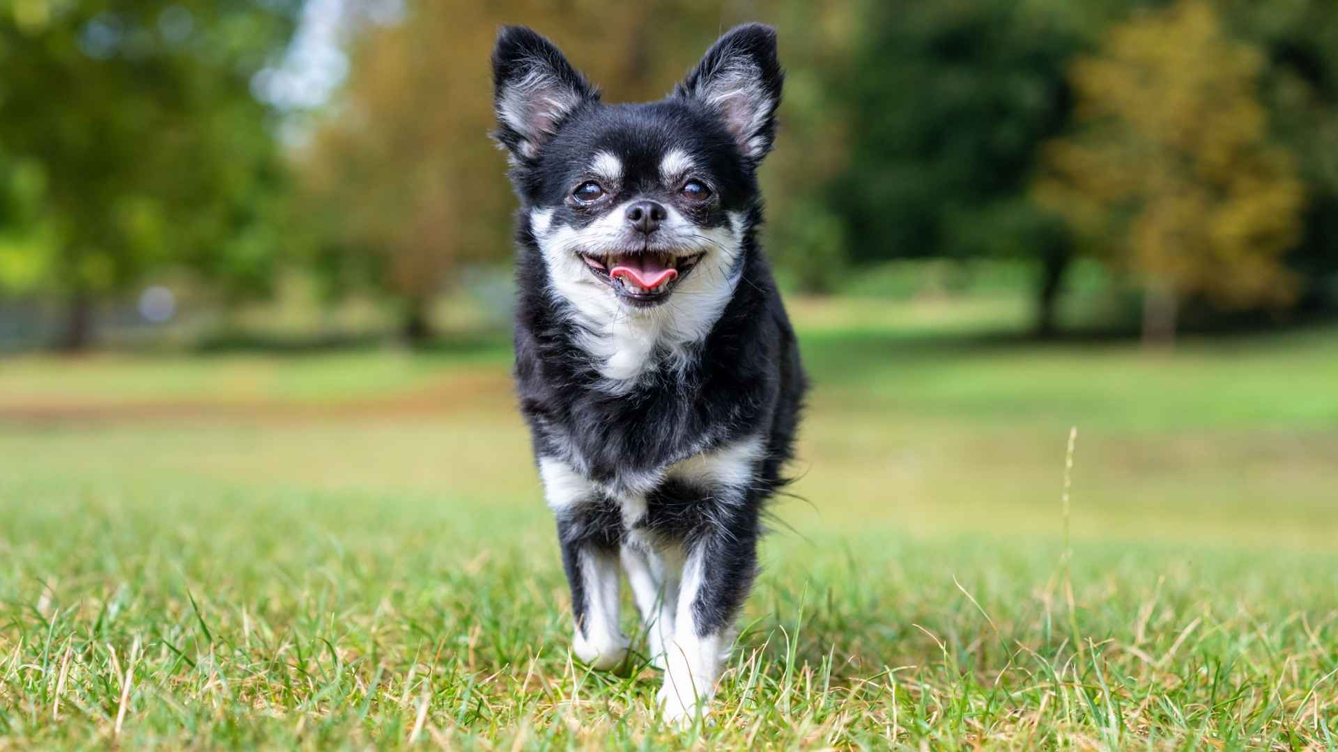 7 Dog Breeds That Drool the Least and Stay Fresh All Day