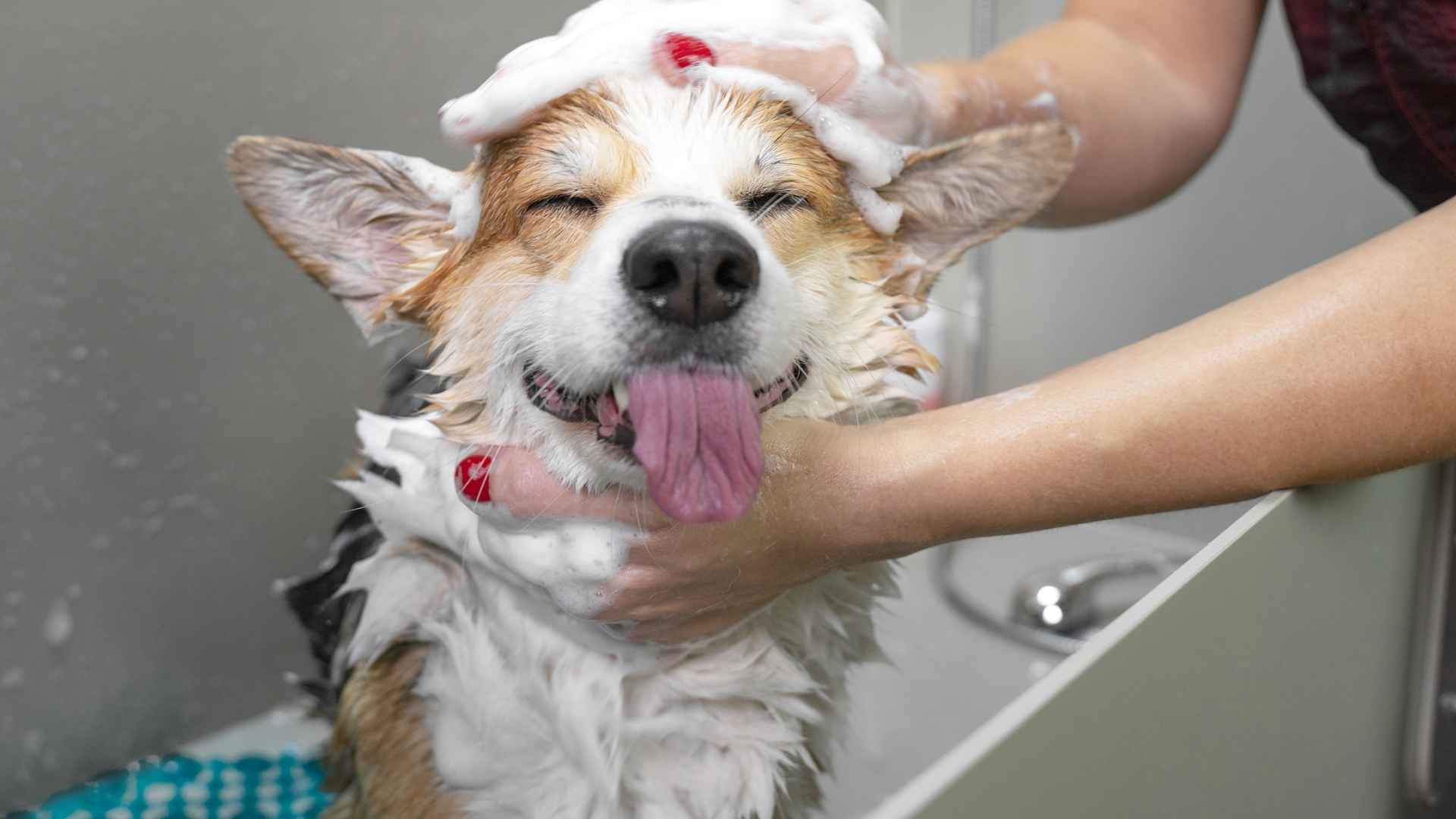 7 Dog Breeds That Enjoy Bath Time and Splashing Fun