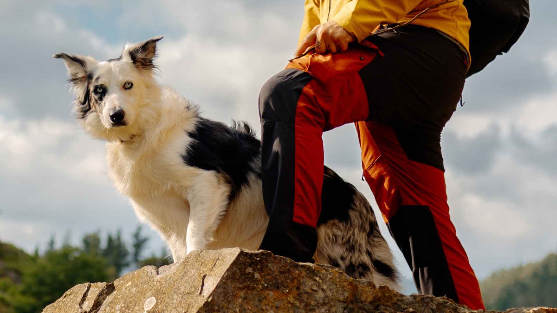 7 Dog Breeds That Enjoy Hiking Off Leash
