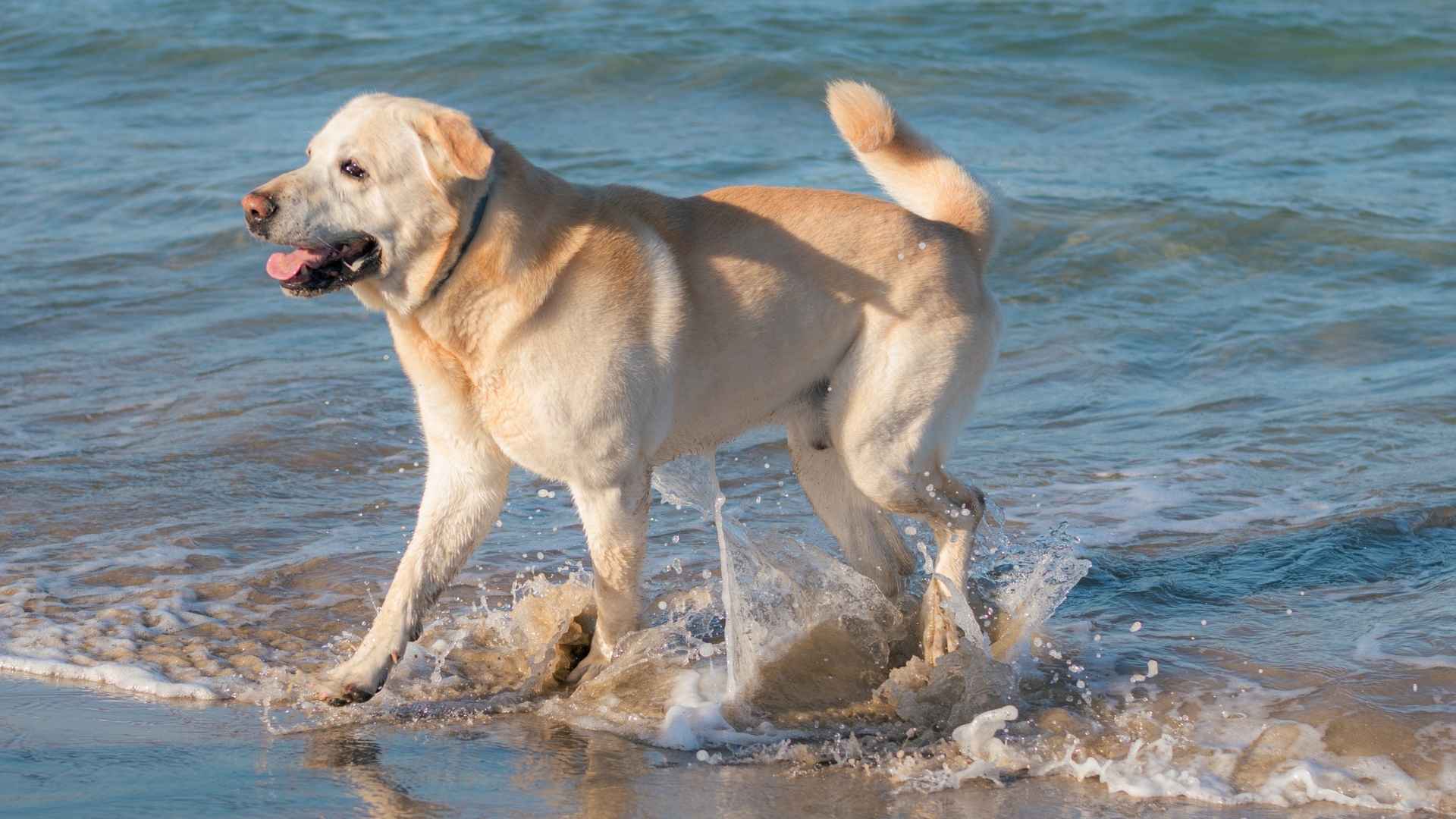 7 Dog Breeds That Explore Beaches With Joy: Born For Sandy Adventures