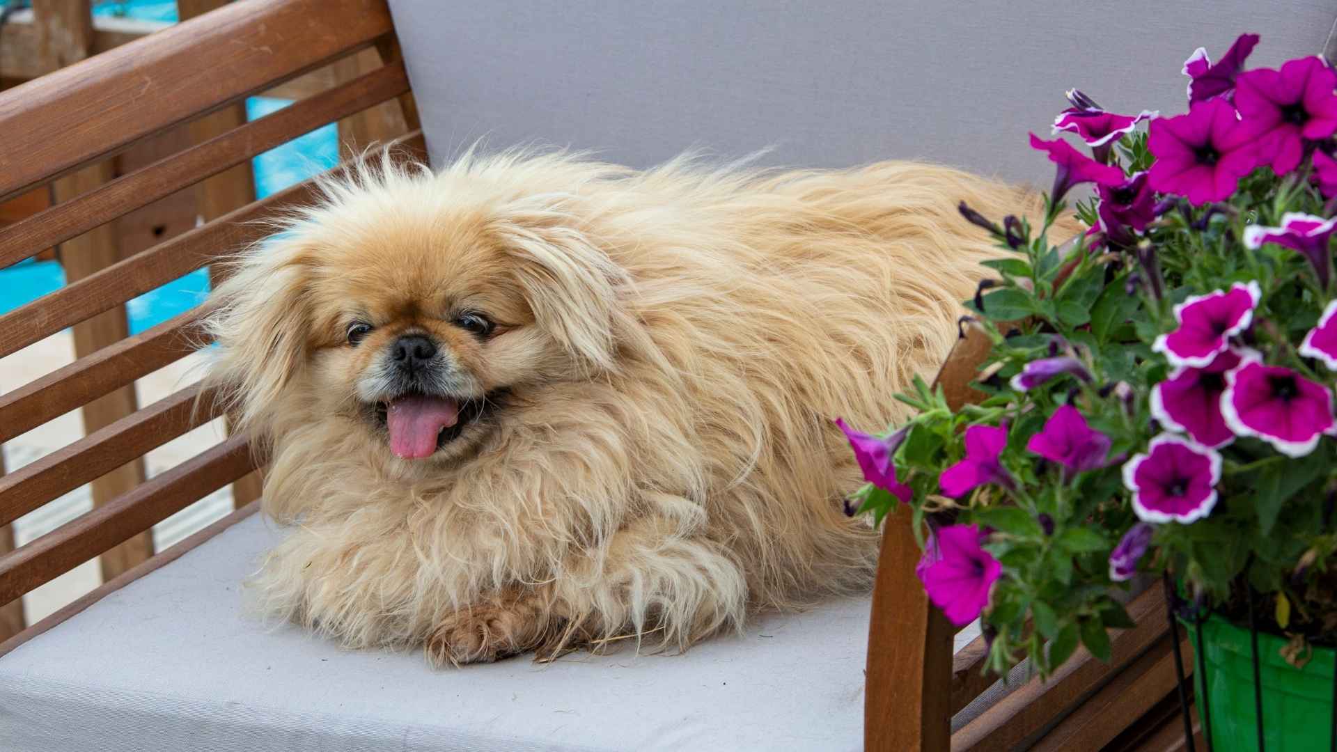 7 Dog Breeds That Have The Most Adorable Snouts You Can't Resist