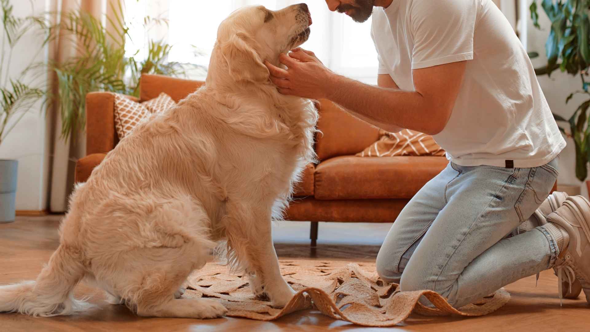 7 Dog Breeds That Help Reduce Anxiety, Stress, and Loneliness