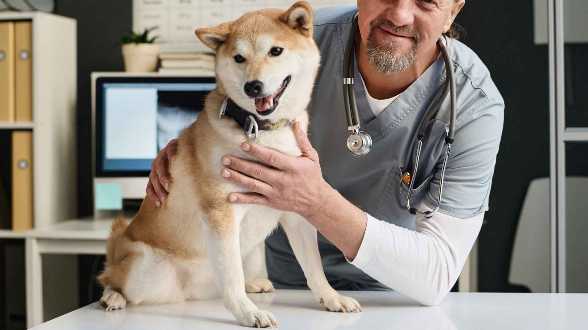 7 Dog Breeds That Keep The Doctor Away and Promote Good Health