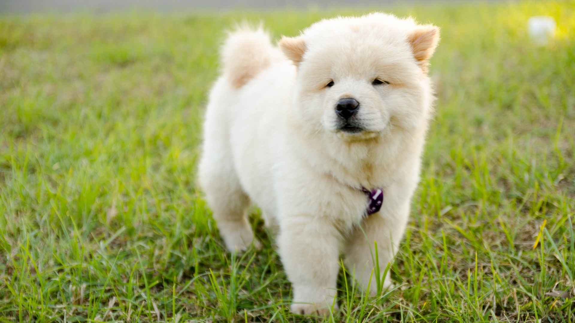 7 Dog Breeds That Look Like Bears and Melt Your Heart