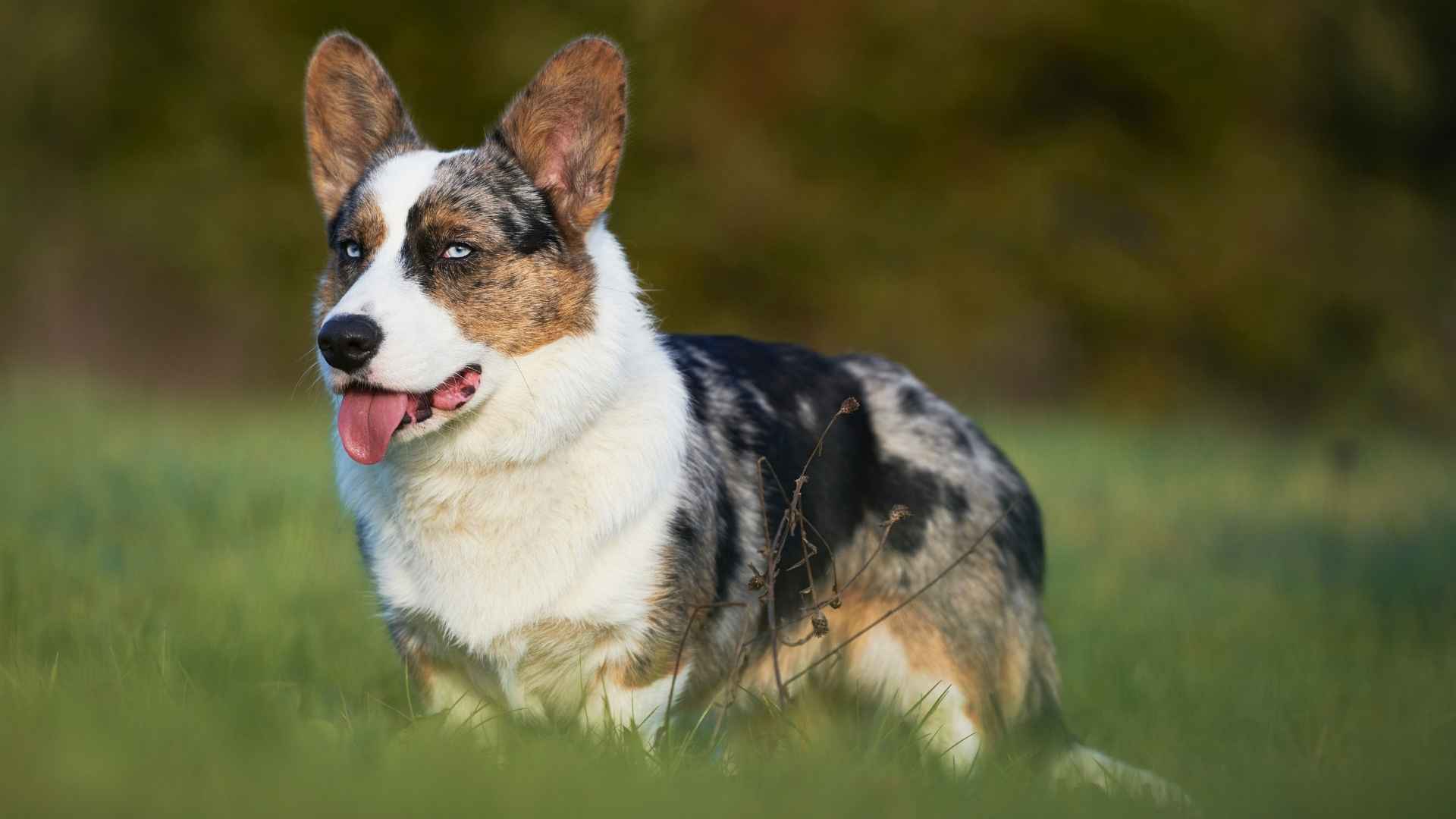 7 Dog Breeds That Look Like Corgis: Compact, Courageous, and Full of Character
