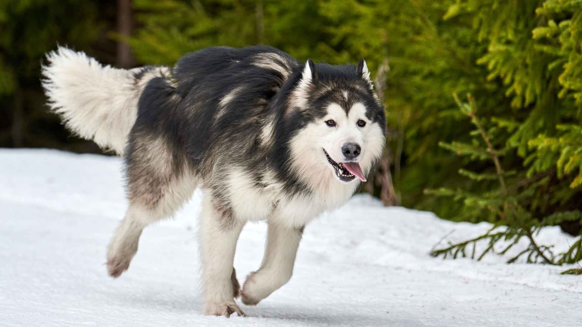 7 Dog Breeds That Look Like Huskies: Find Your Husky Twin